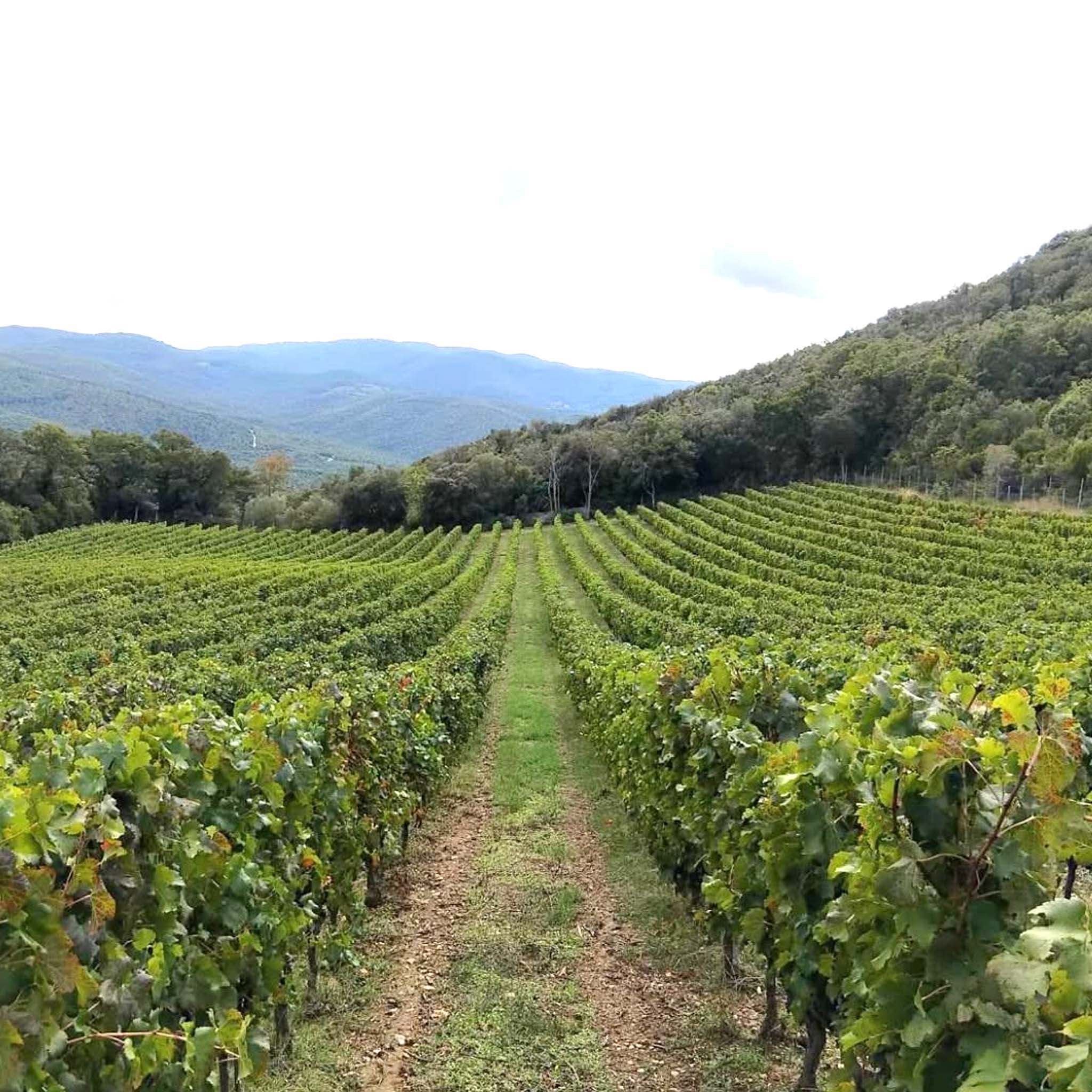 Philosophy | Tenuta San Guido