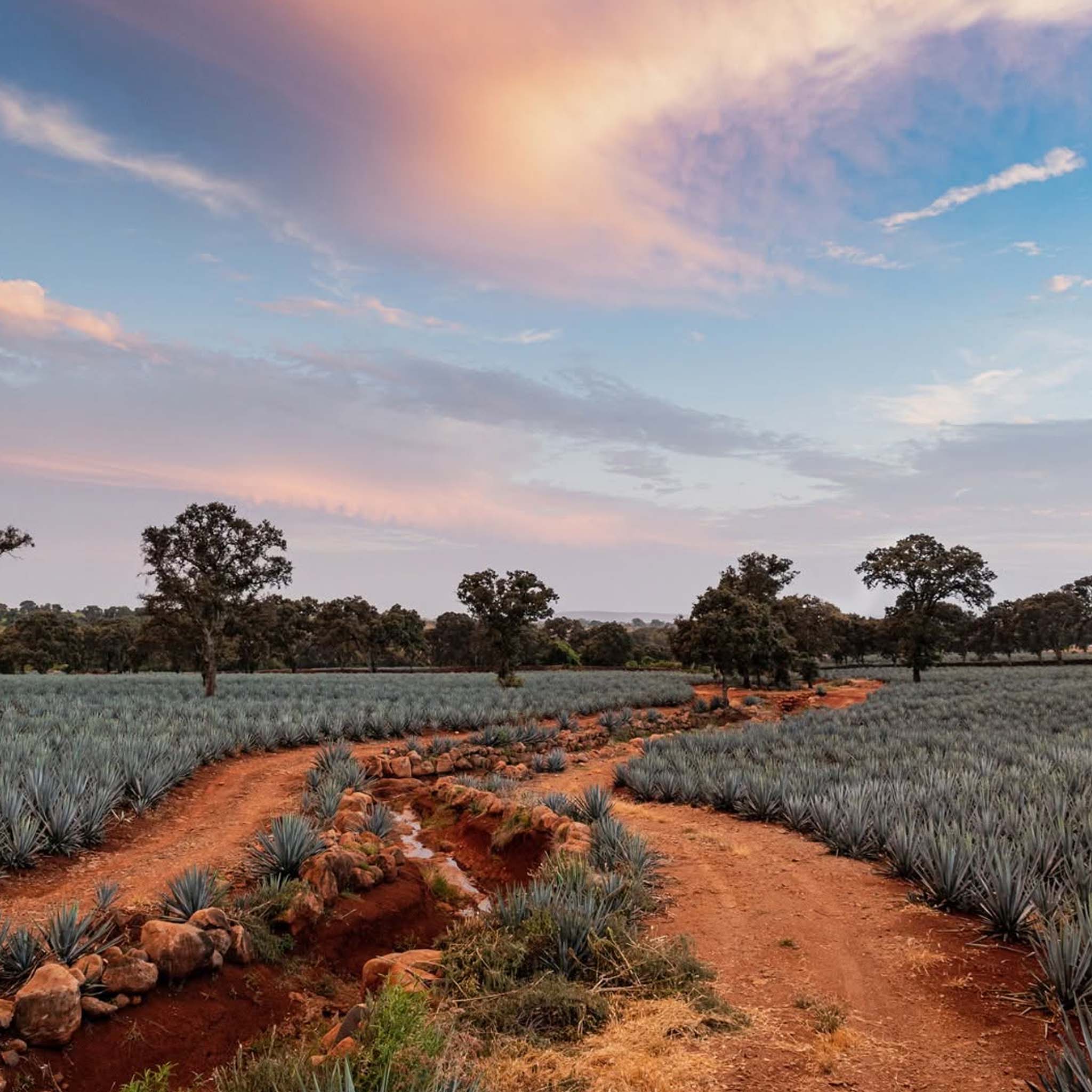 Philosophy | Tequila Ocho