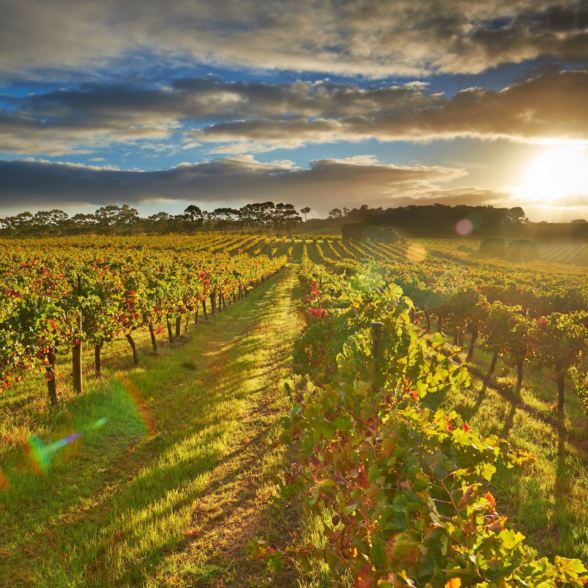 Vineyard | Leeuwin Art Series 2021