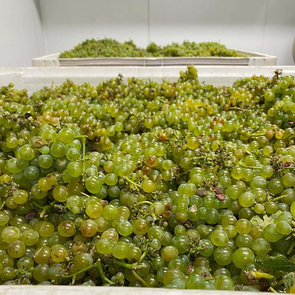 The Other Wine Co. Pinot Gris 2025