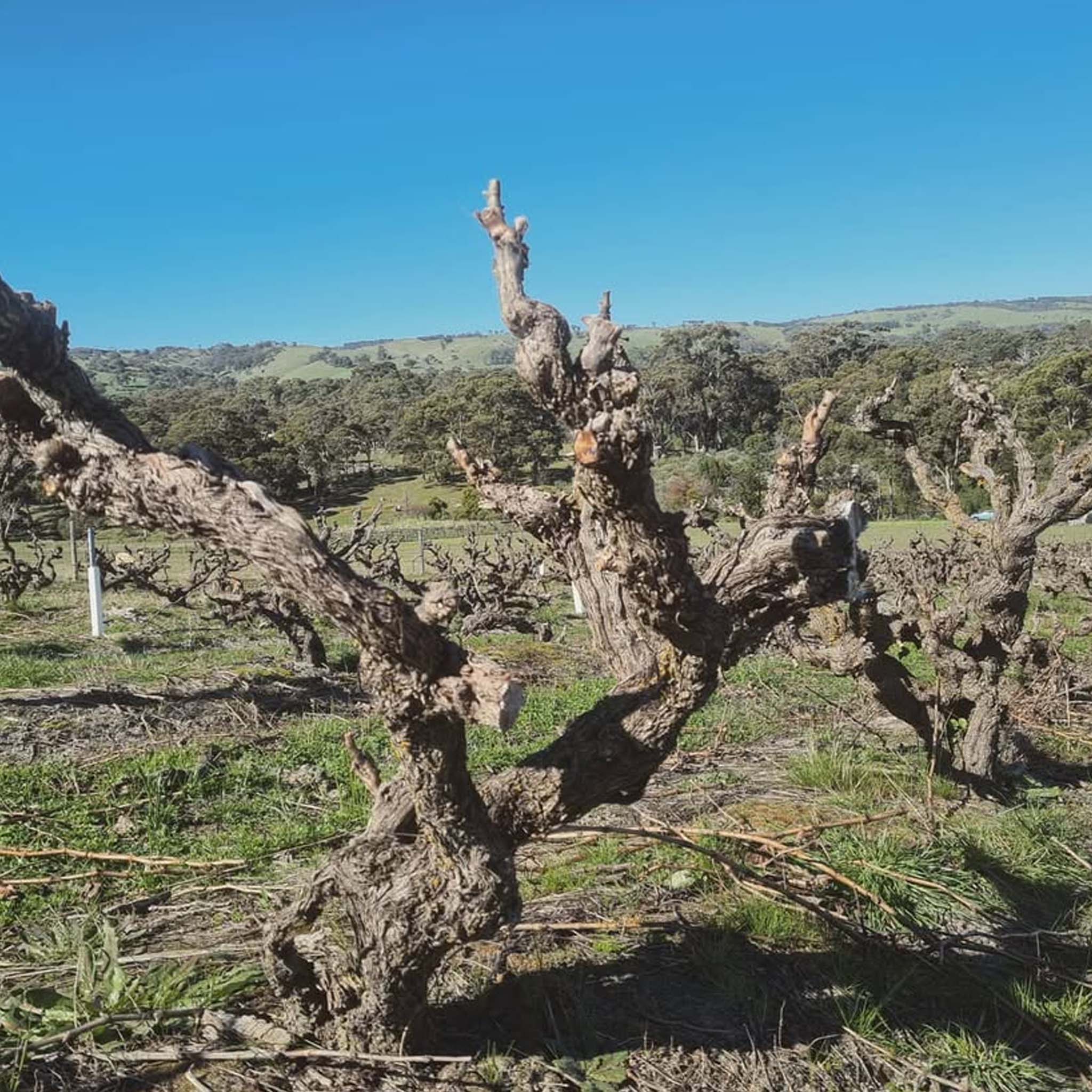 The Other Wine Co. Sangiovese 2025