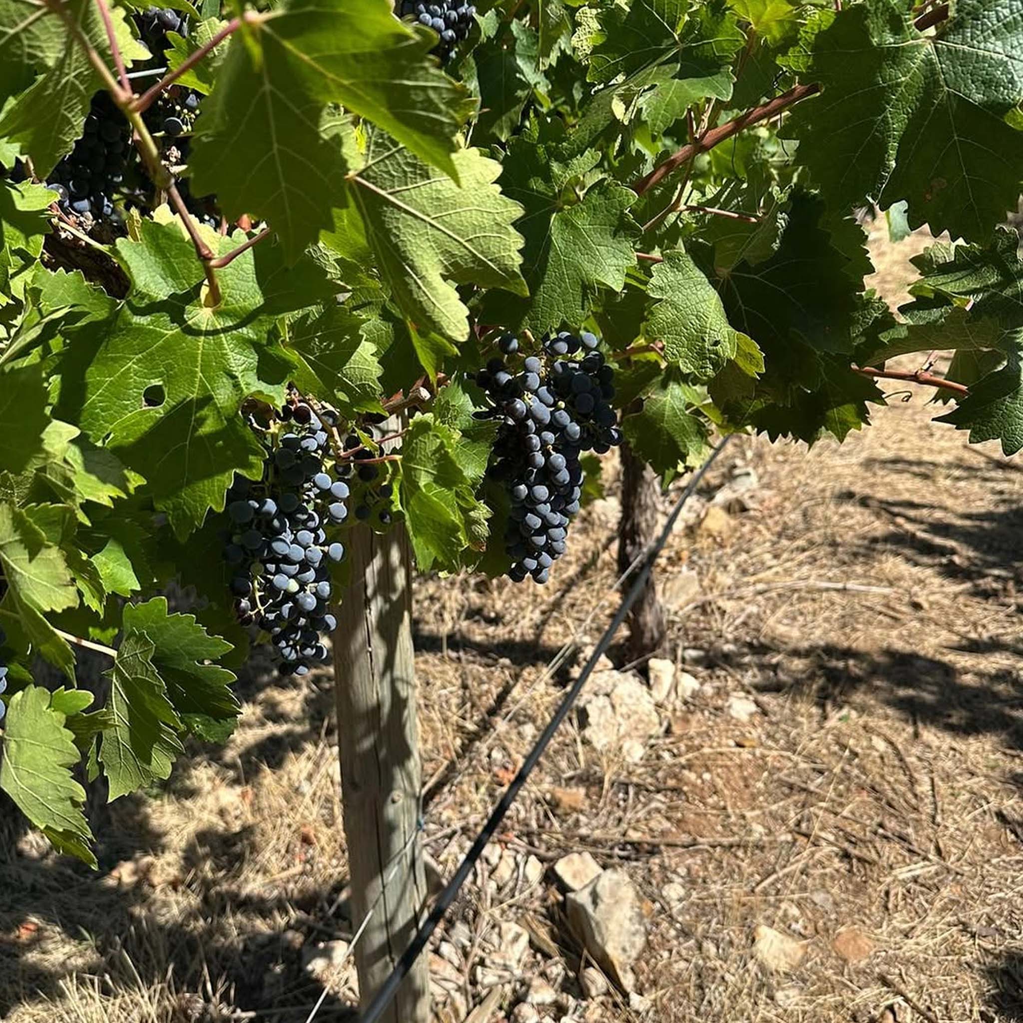 The Other Wine Co. Sangiovese 2025