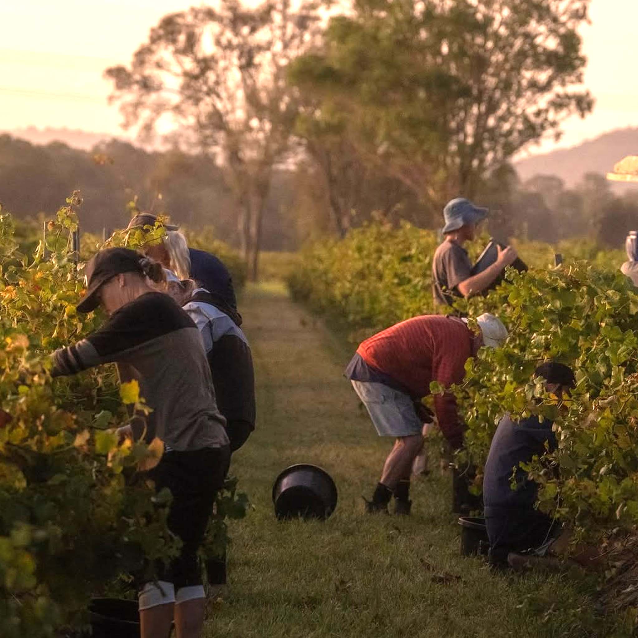 Thomas Wines Kiss Shiraz 2023