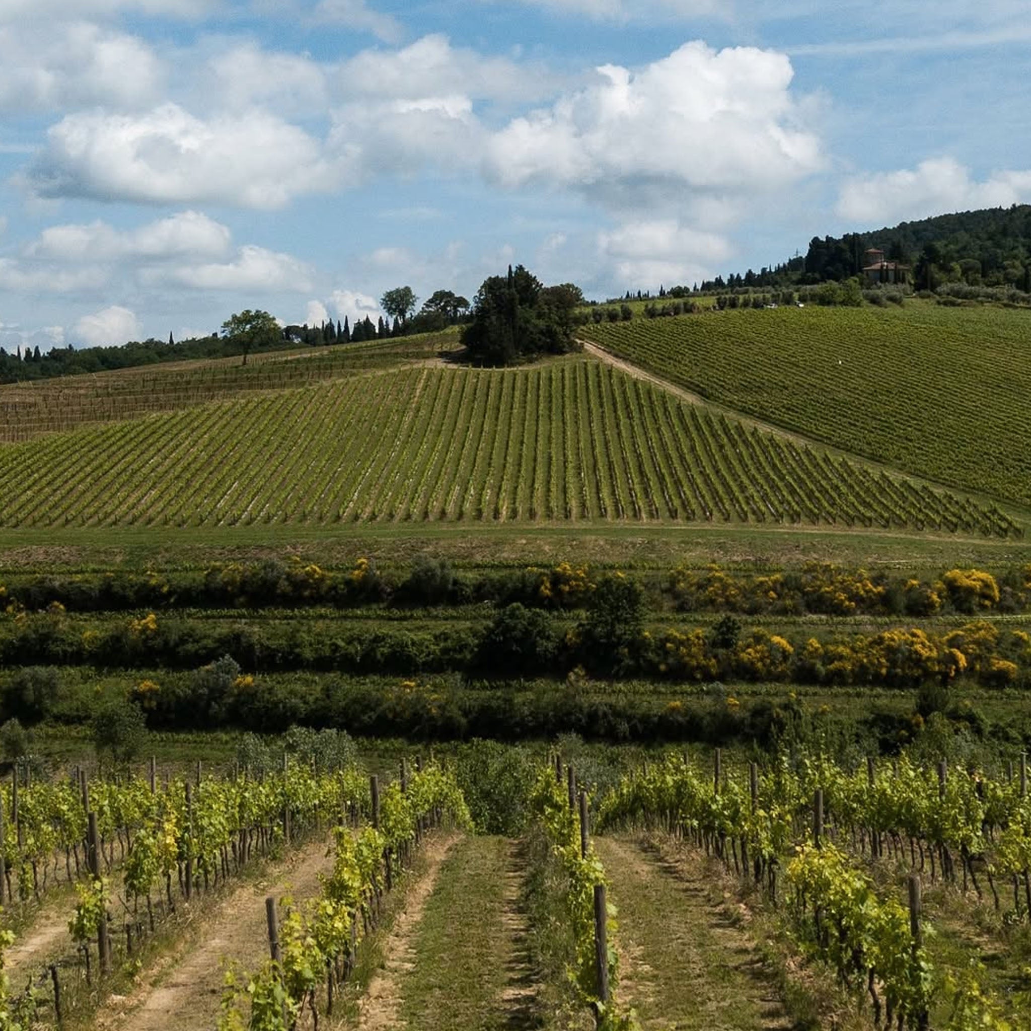 Marchesi Antinori