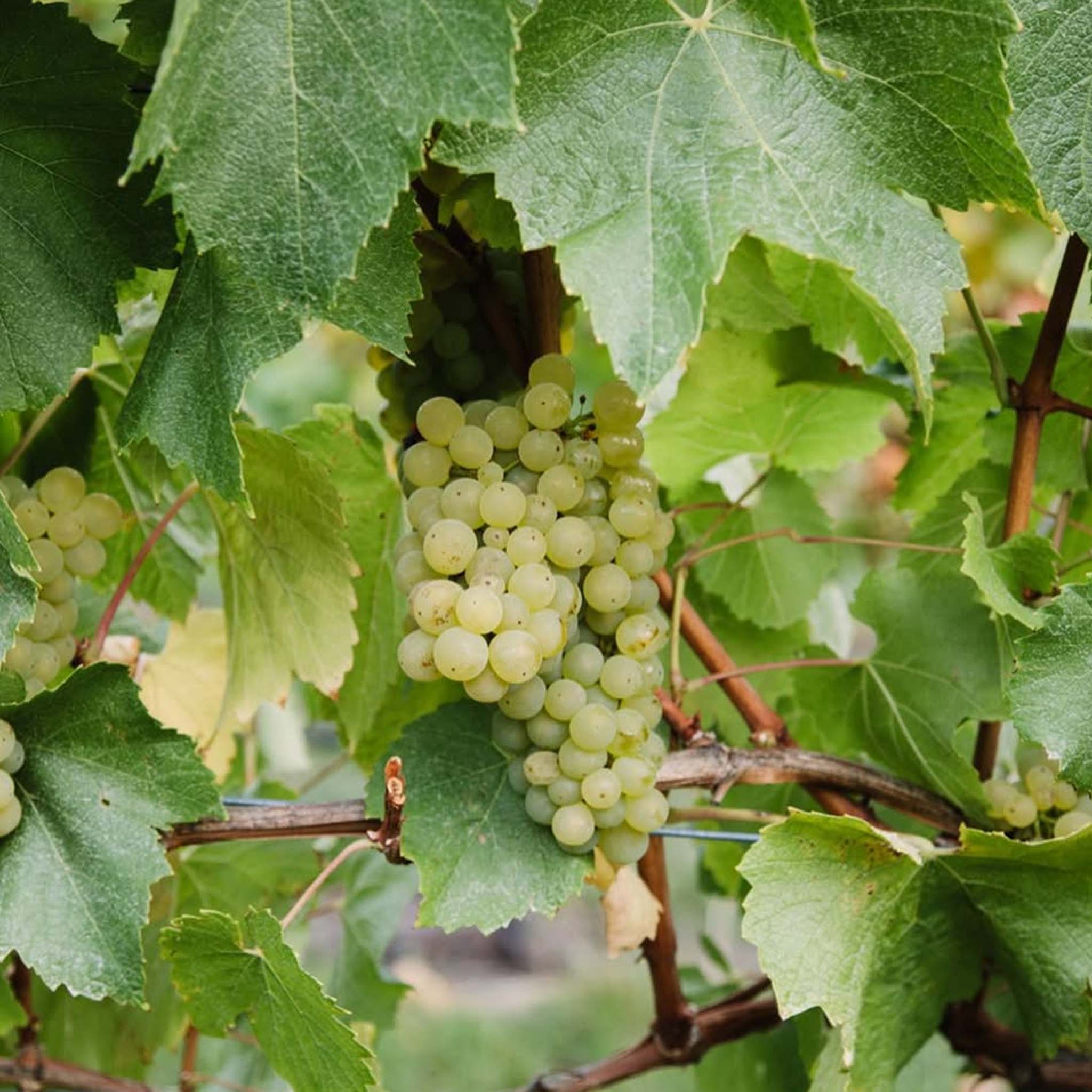 Tolpuddle Chardonnay 2024