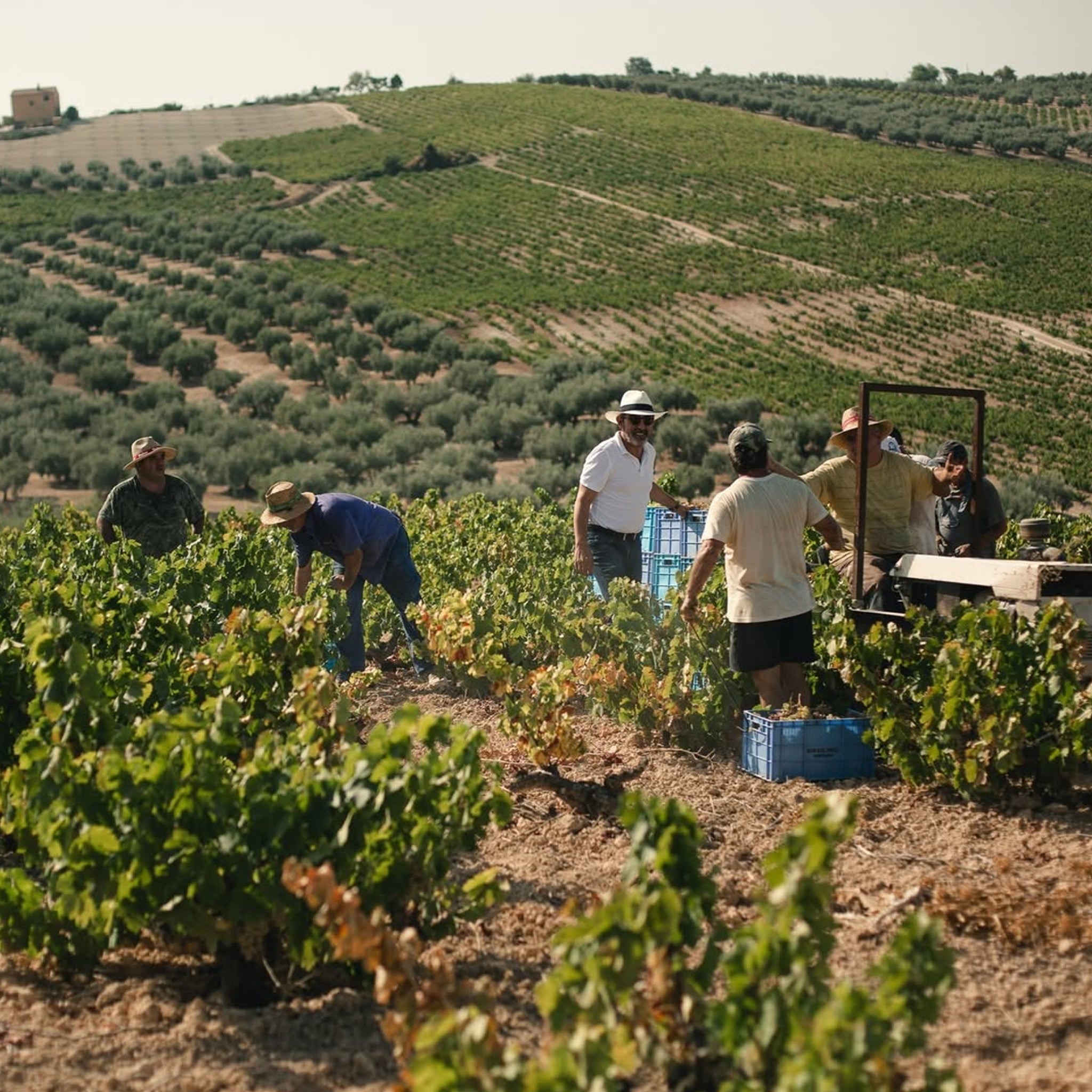The Vineyard | Samuel Billaud