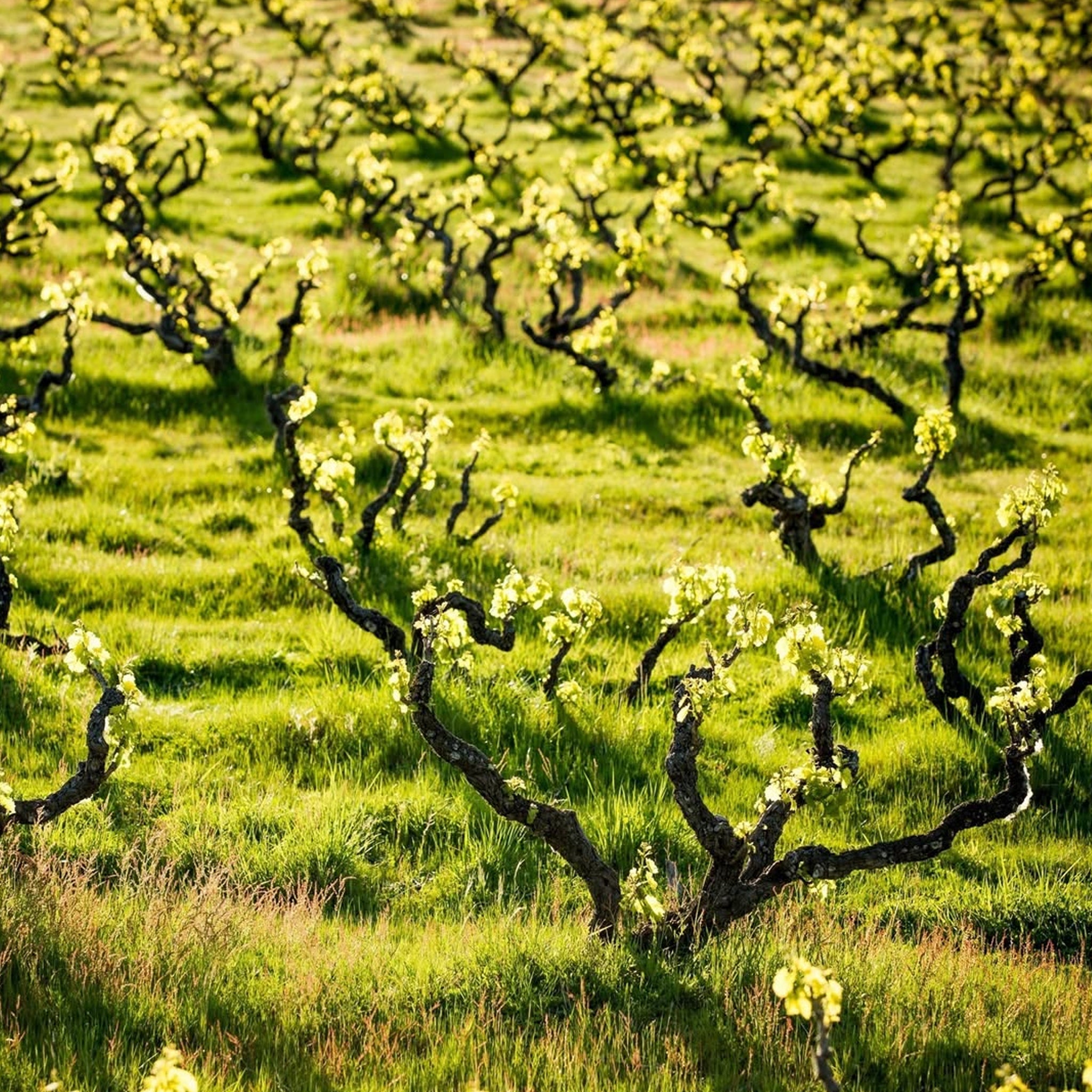 Yangarra Old Vine Grenache 2023