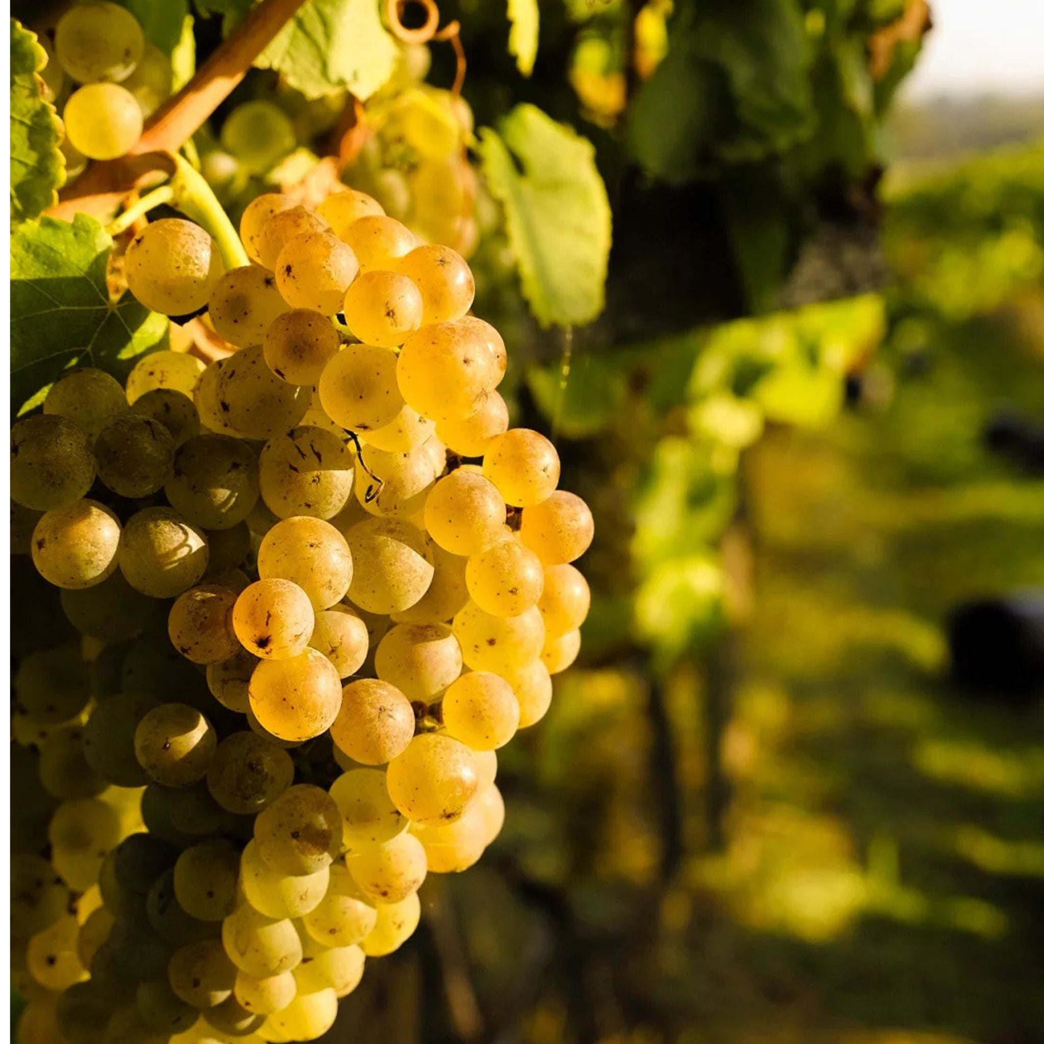 Yeringberg Marsanne Roussanne 2023