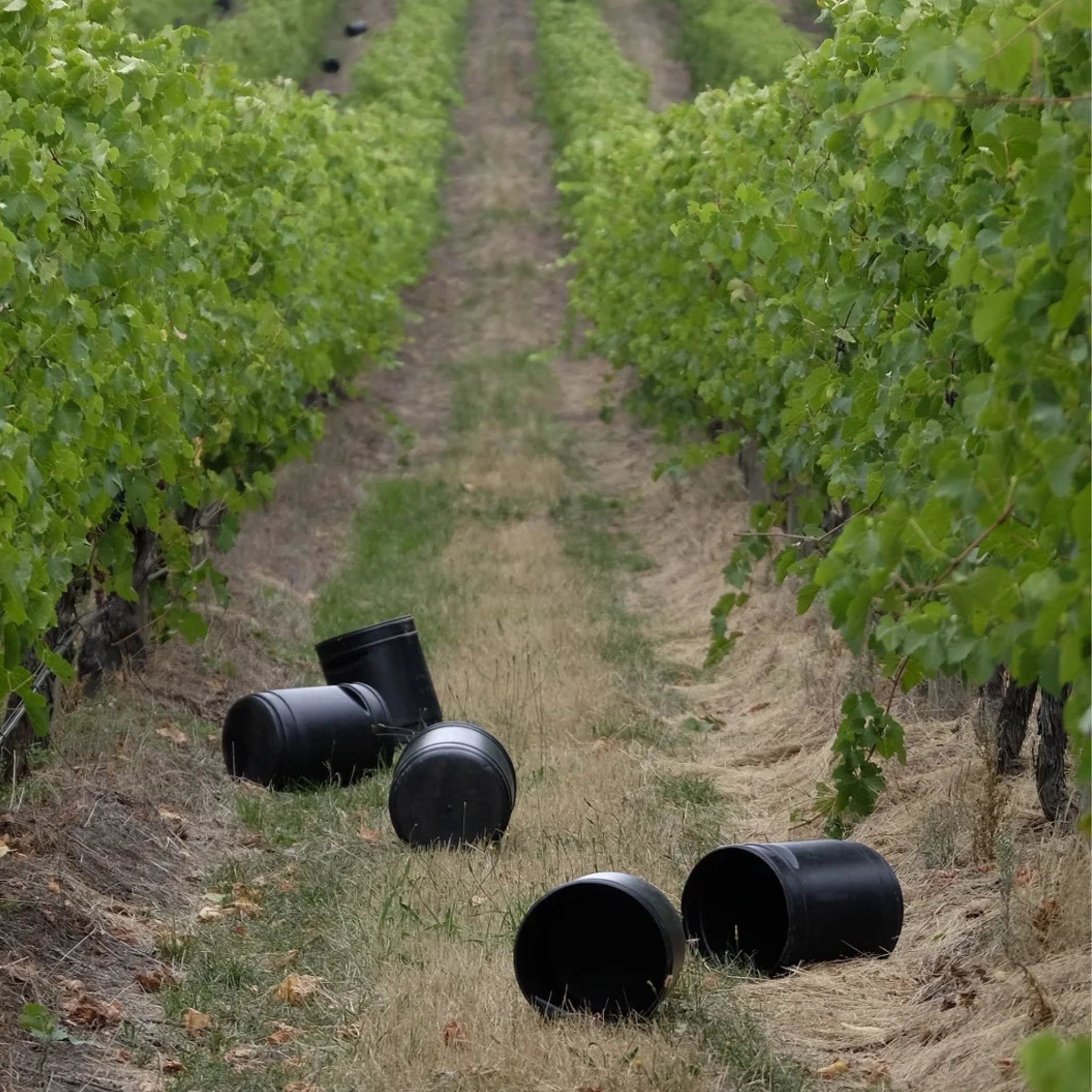 Yeringberg Shiraz 2023