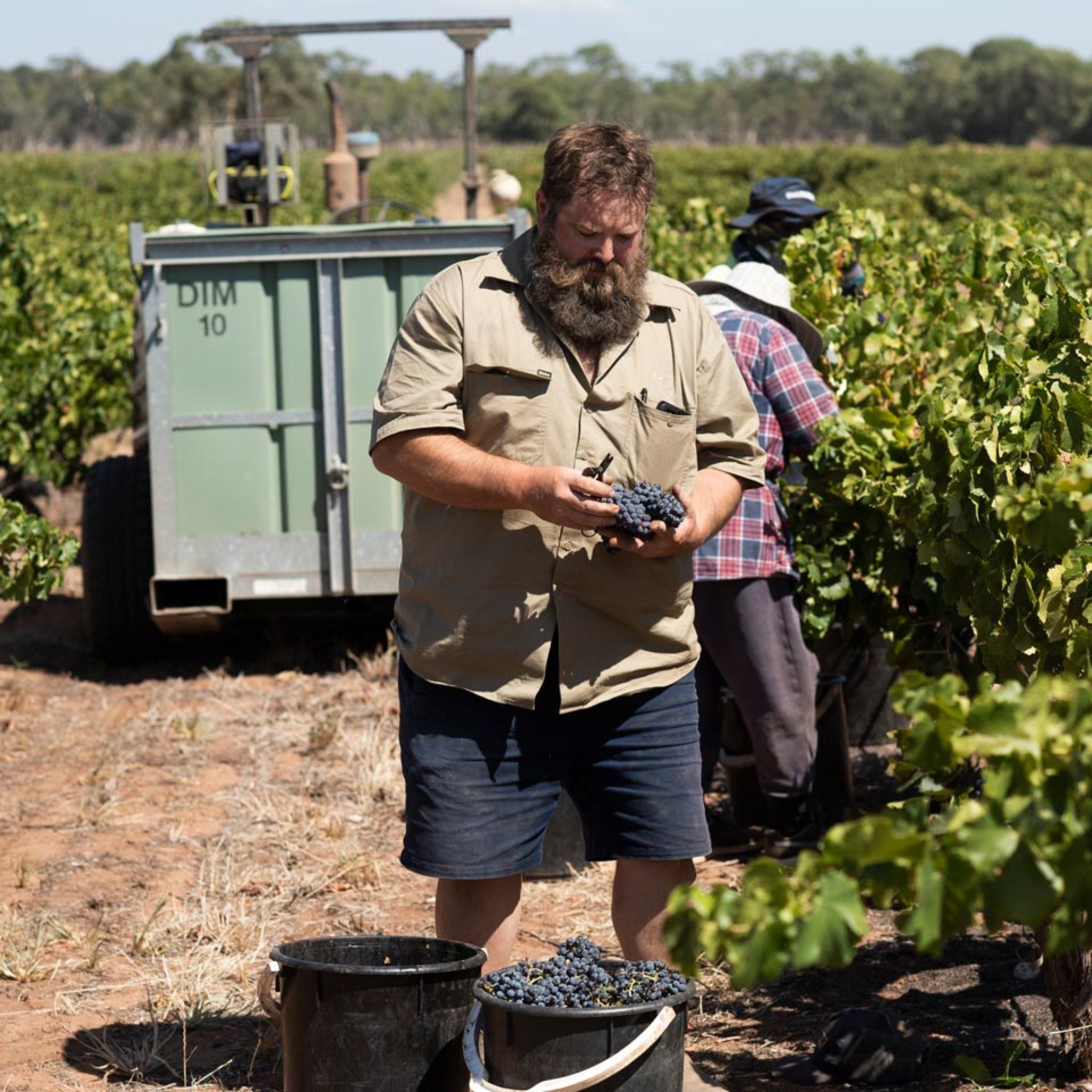 Ben Glaetzer Amon-Ra Shiraz 2021