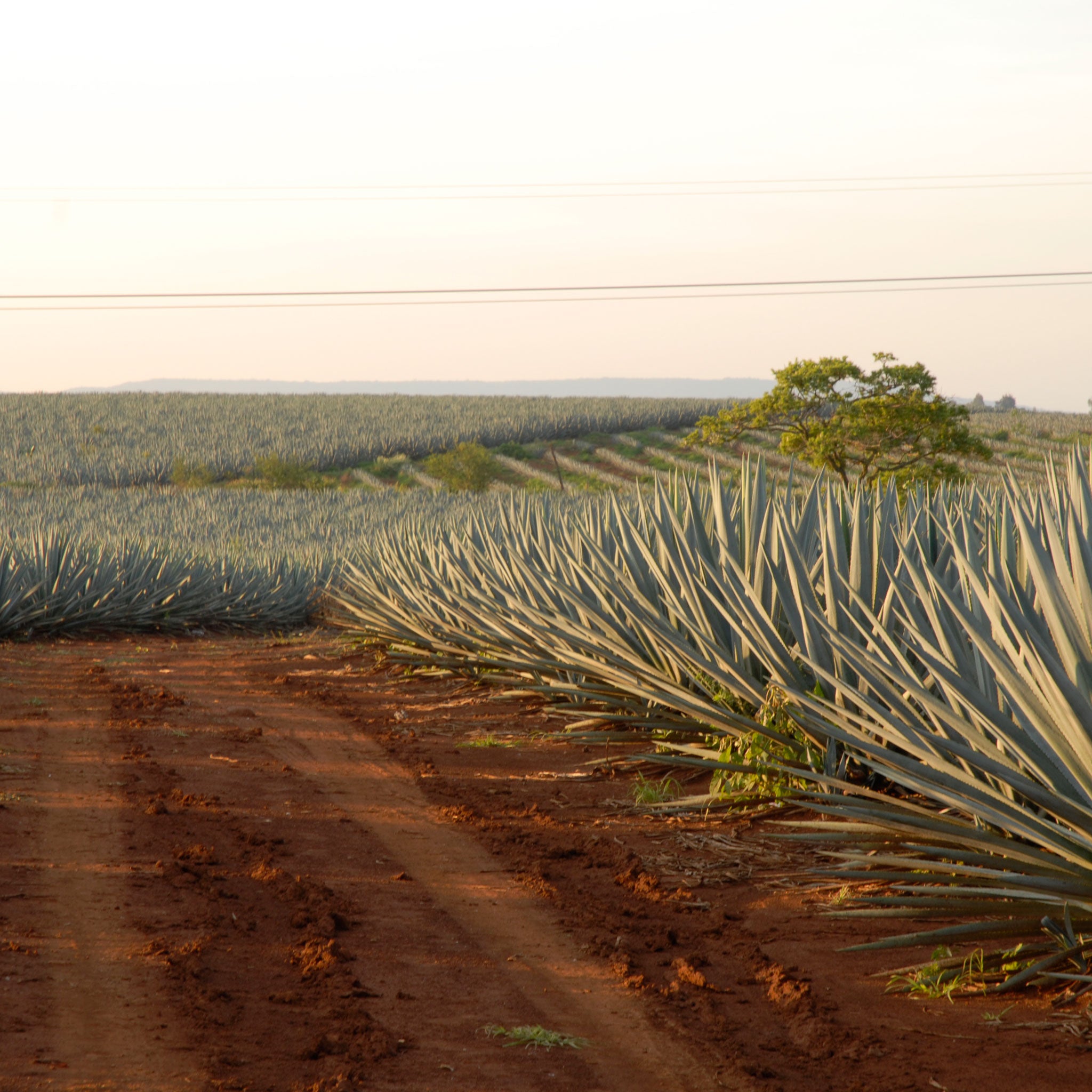 Don Julio 1942 Añejo Tequila 750ml + 1942 Glass