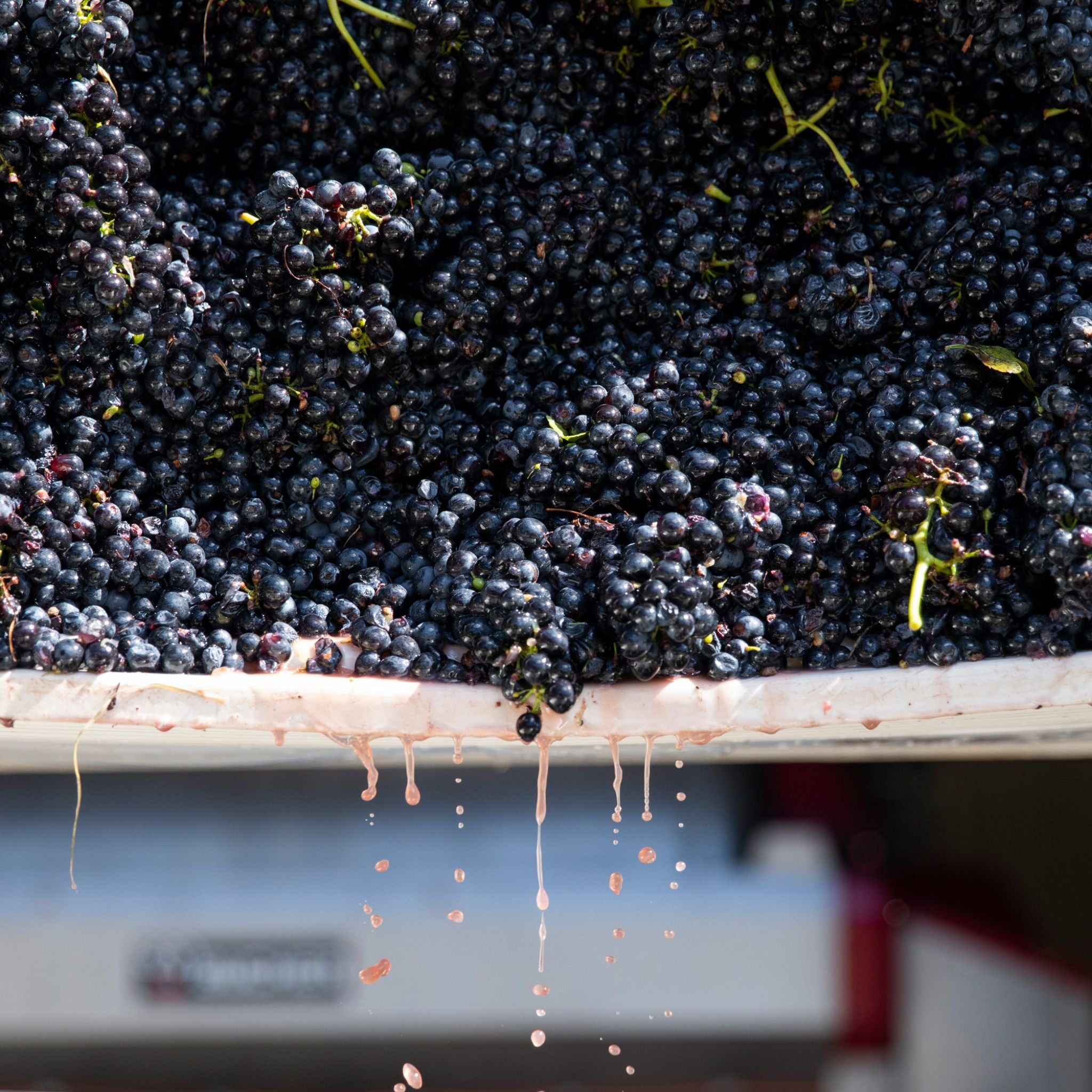 Thomas Wines Dam Block Shiraz 2022