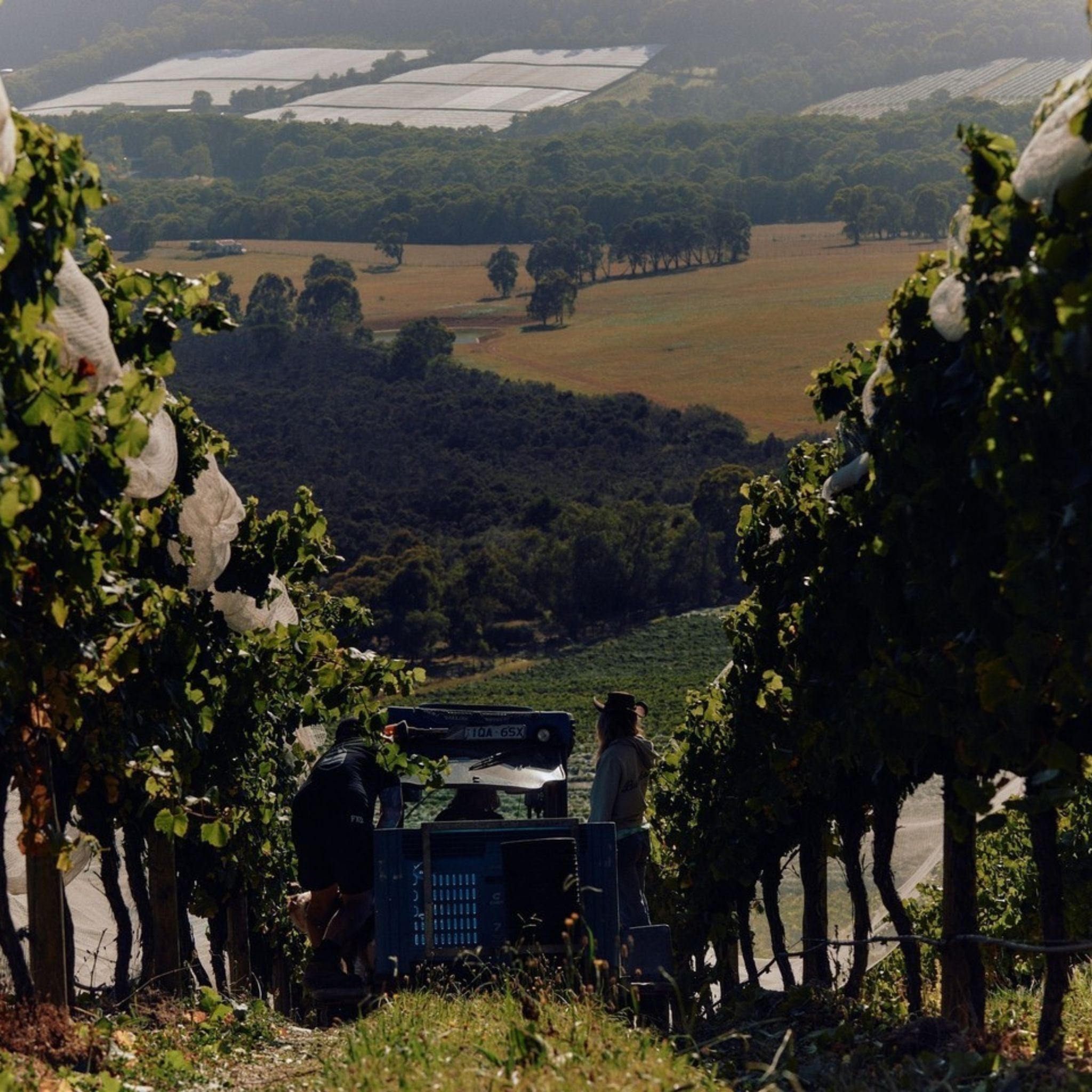 Giant Steps Applejack Vineyard Chardonnay 2023