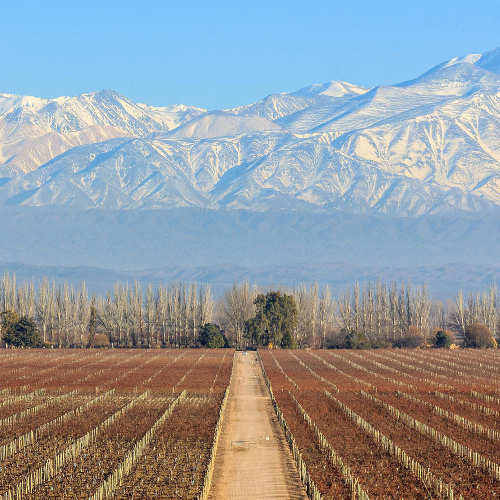 Bodega Catena Zapata Adrianna Vineyard Fortuna Terrae Malbec 2019 - Kent Street Cellars