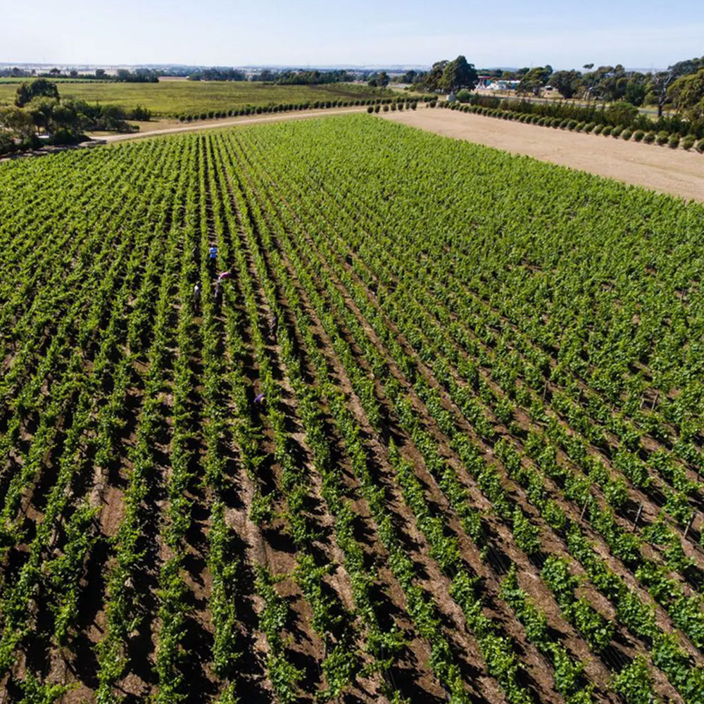 Bannockburn De La Terre Pinot Noir 2022 - Kent Street Cellars