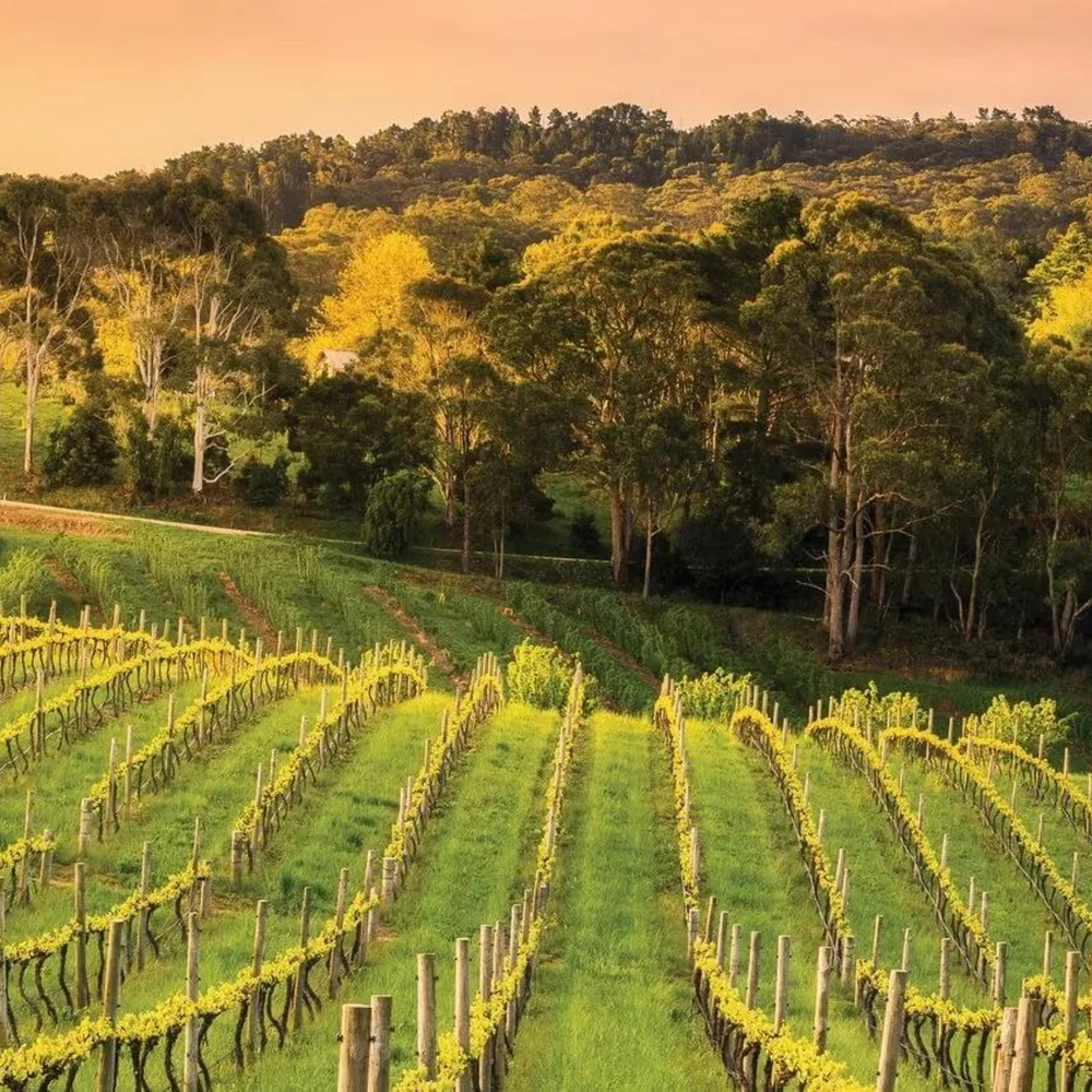 Ben Glaetzer Amon-Ra Shiraz 2016