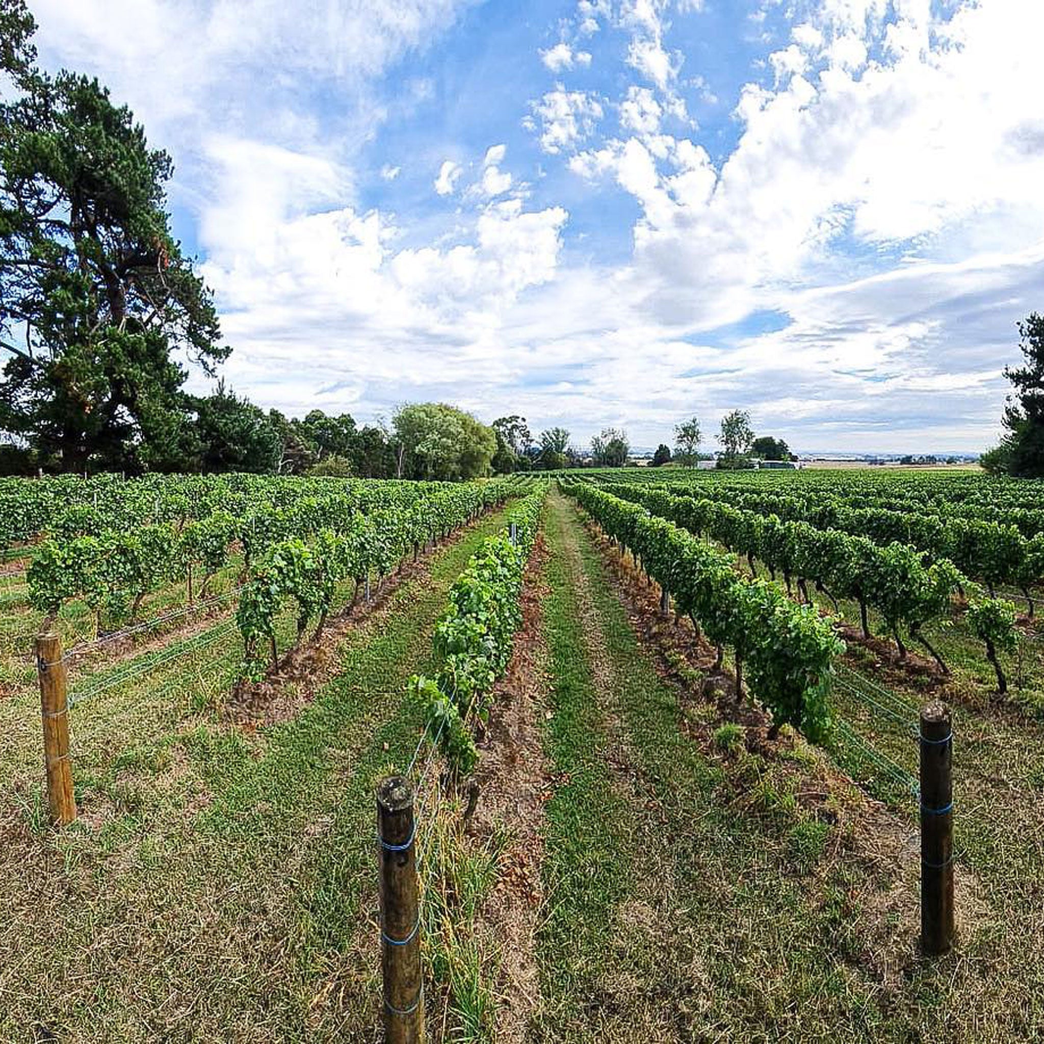 Bass Phillip Estate Pinot Noir 2022