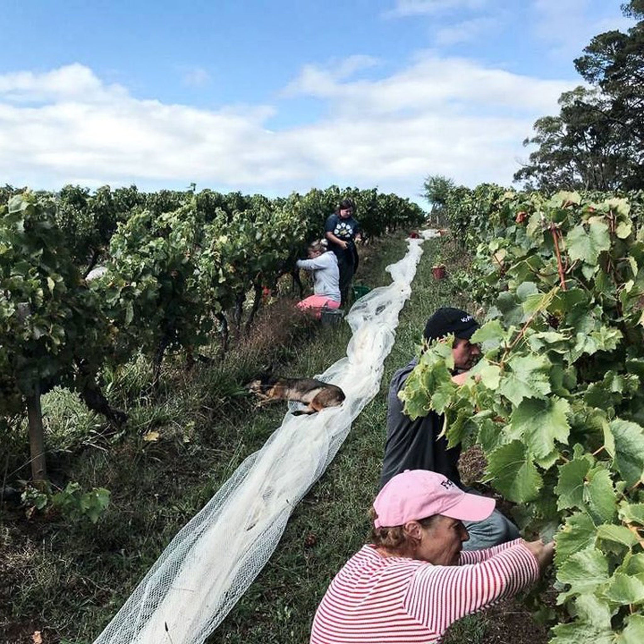 Bass Phillip Estate Pinot Noir 2022