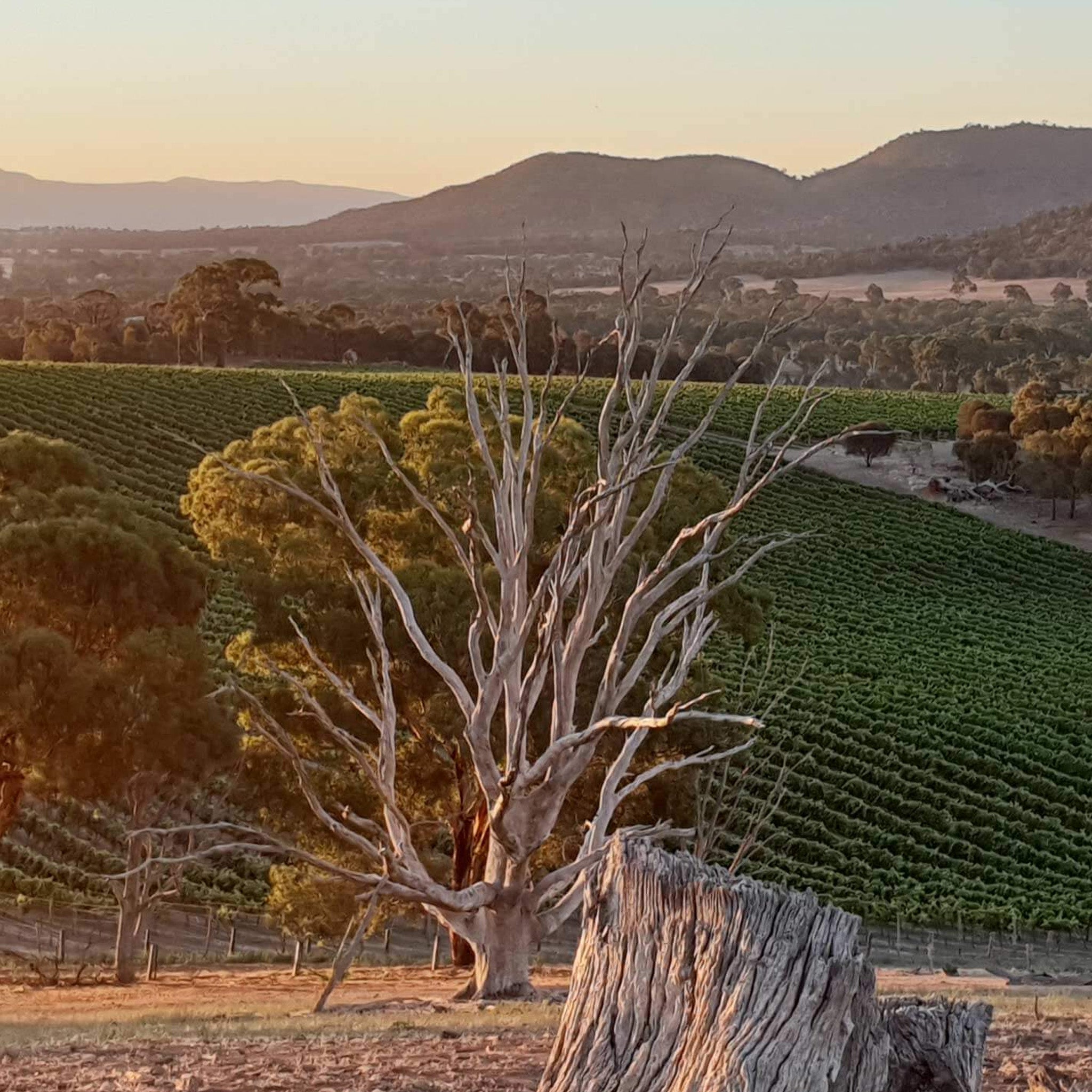 Philosophy | Best’s Wines