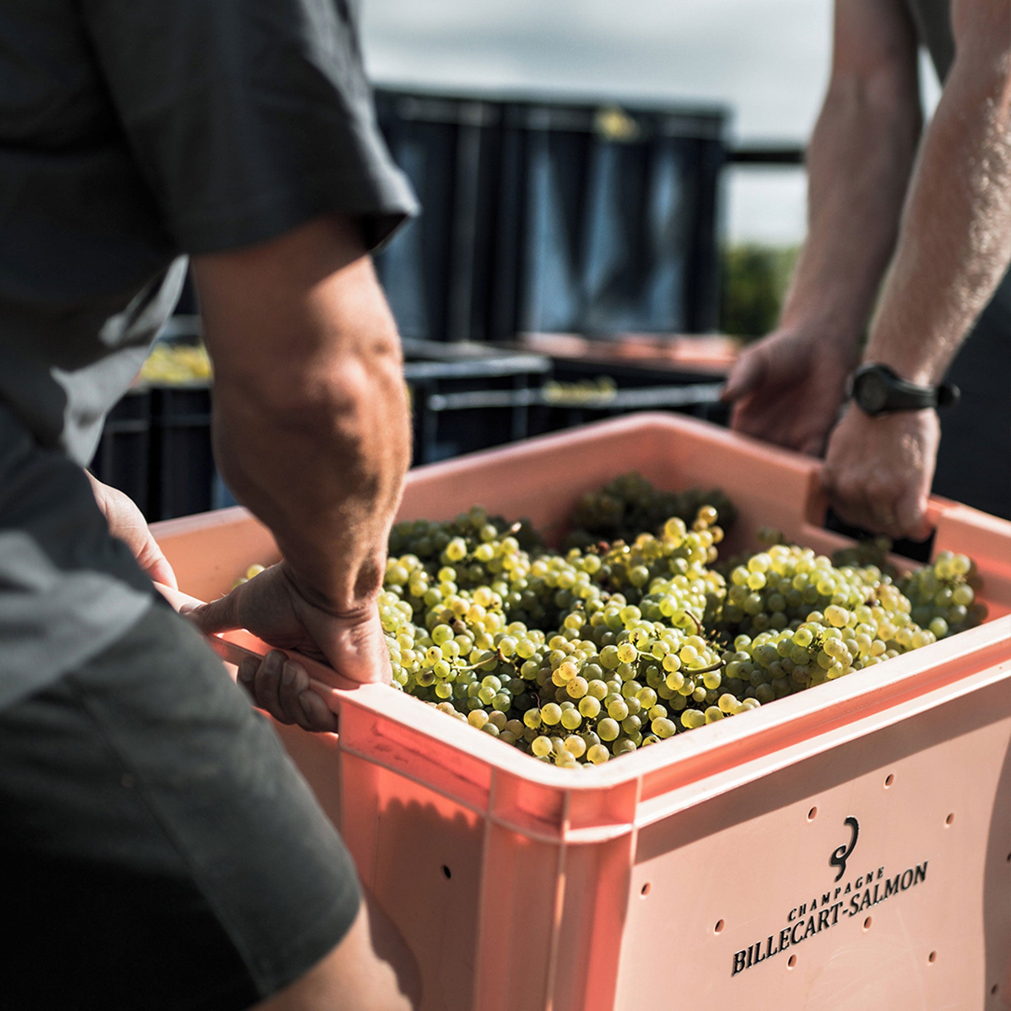 The Vineyard | Billecart-Salmon