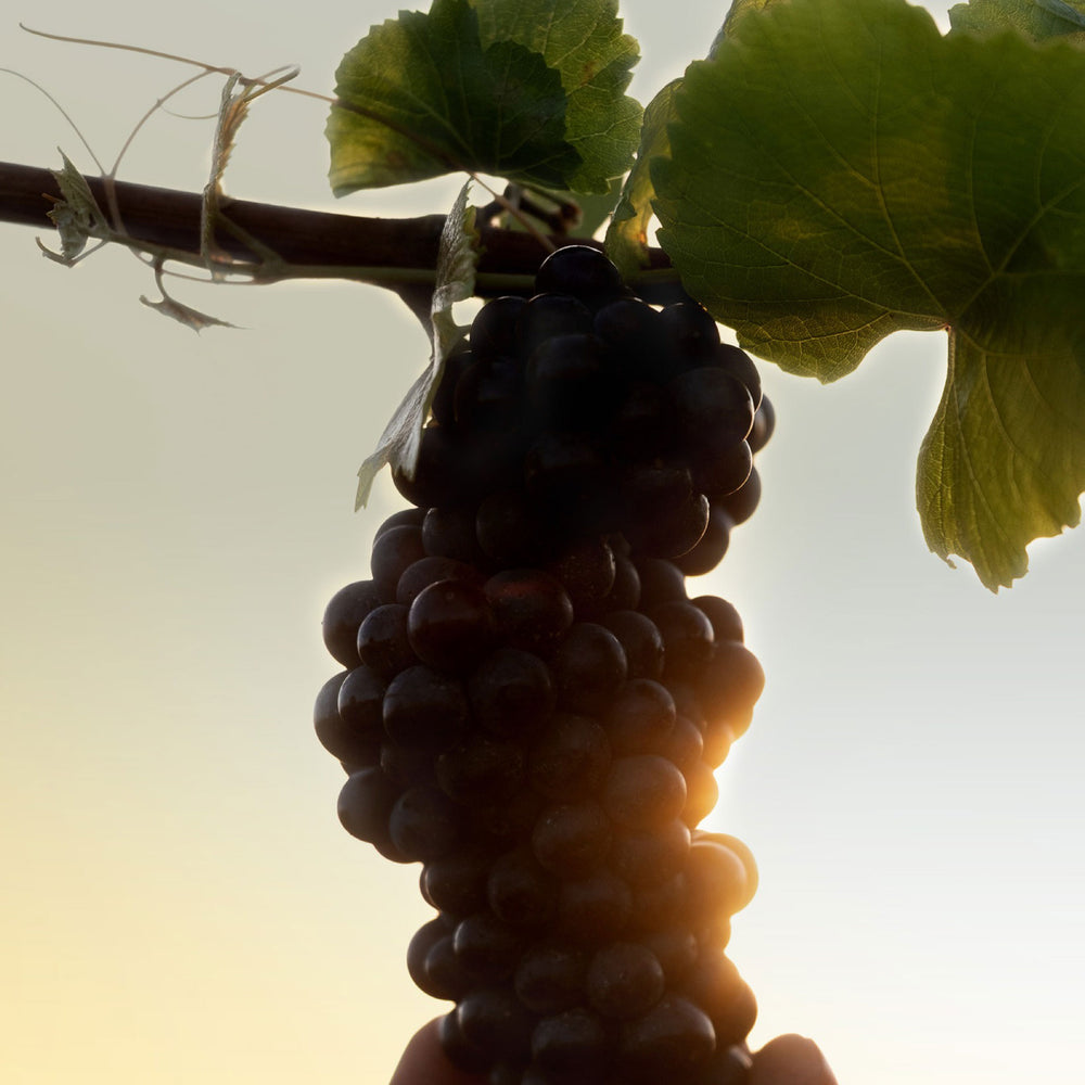 Bollinger Champagne Stopper