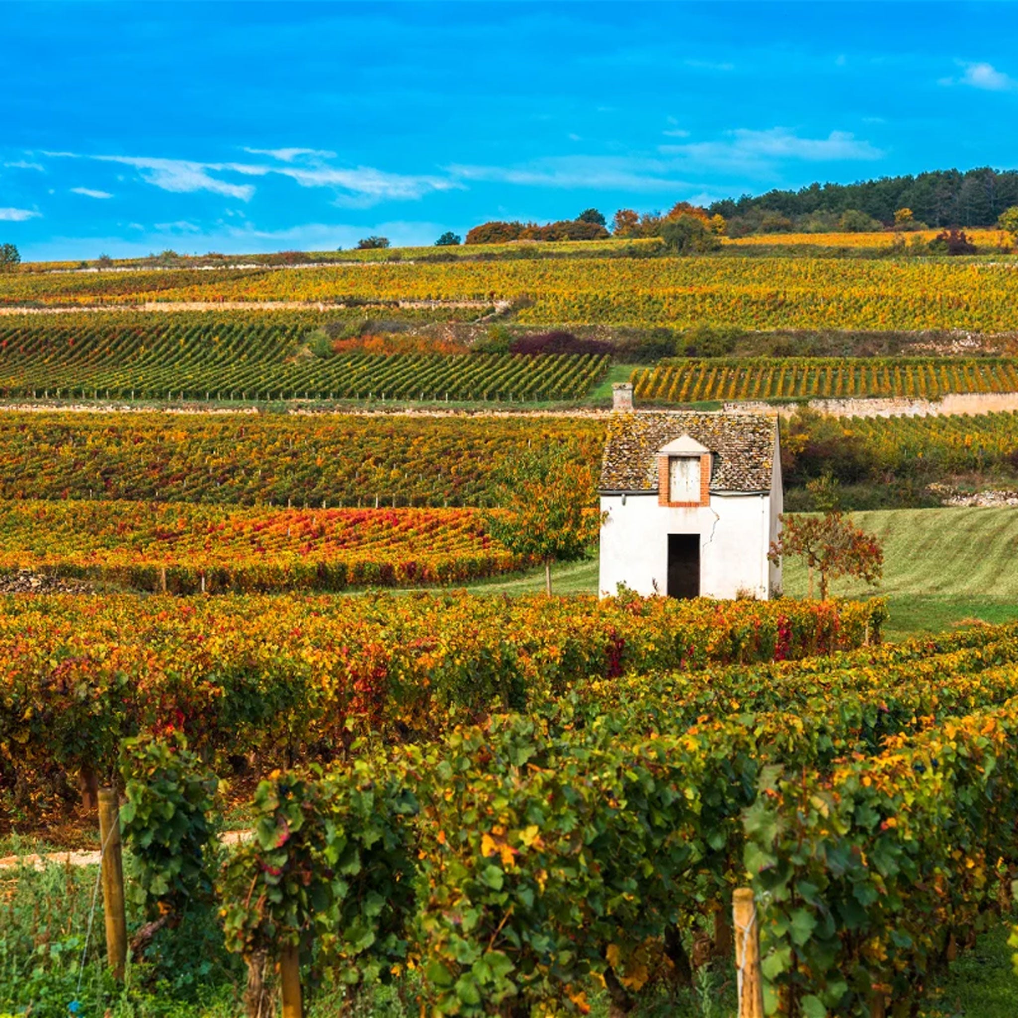 Lucien le Moine Bourgogne Rouge 2021