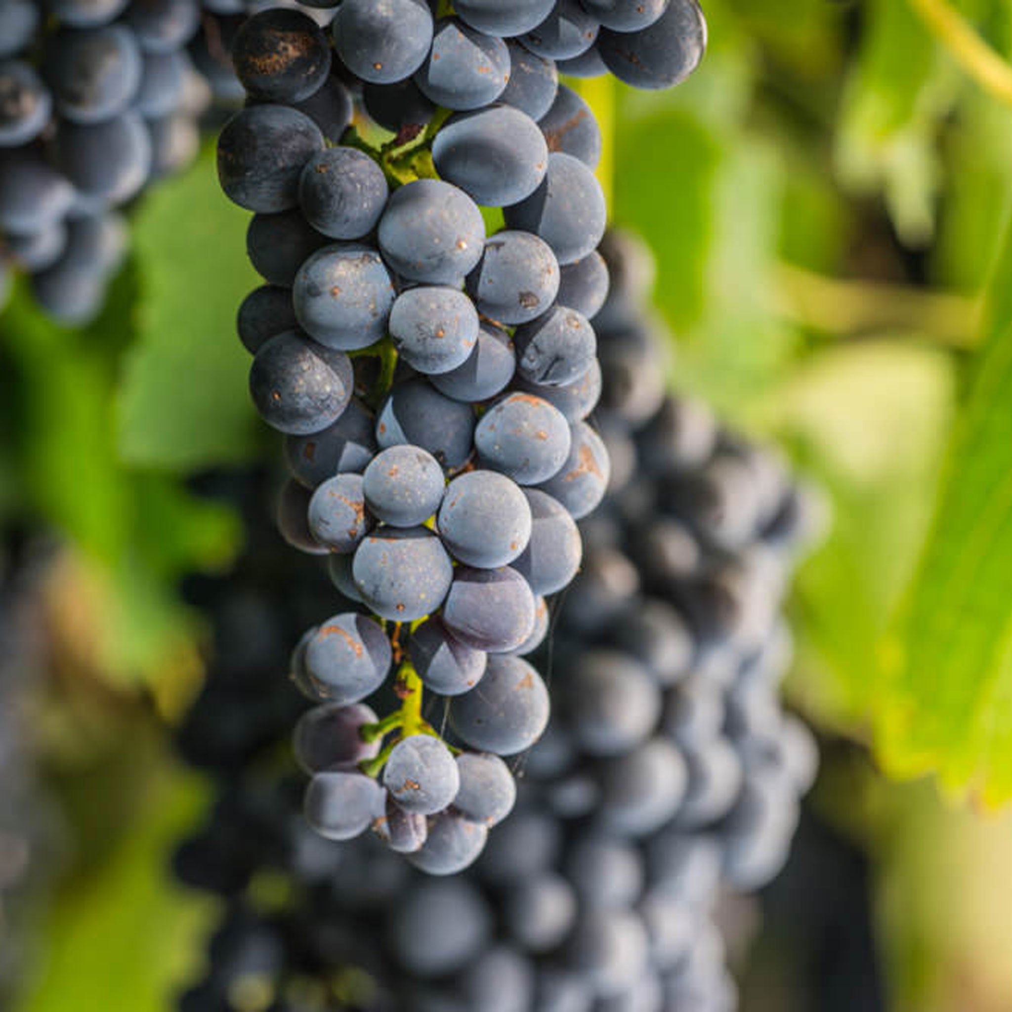 Irrewarra By Farr Pinot Noir 2022