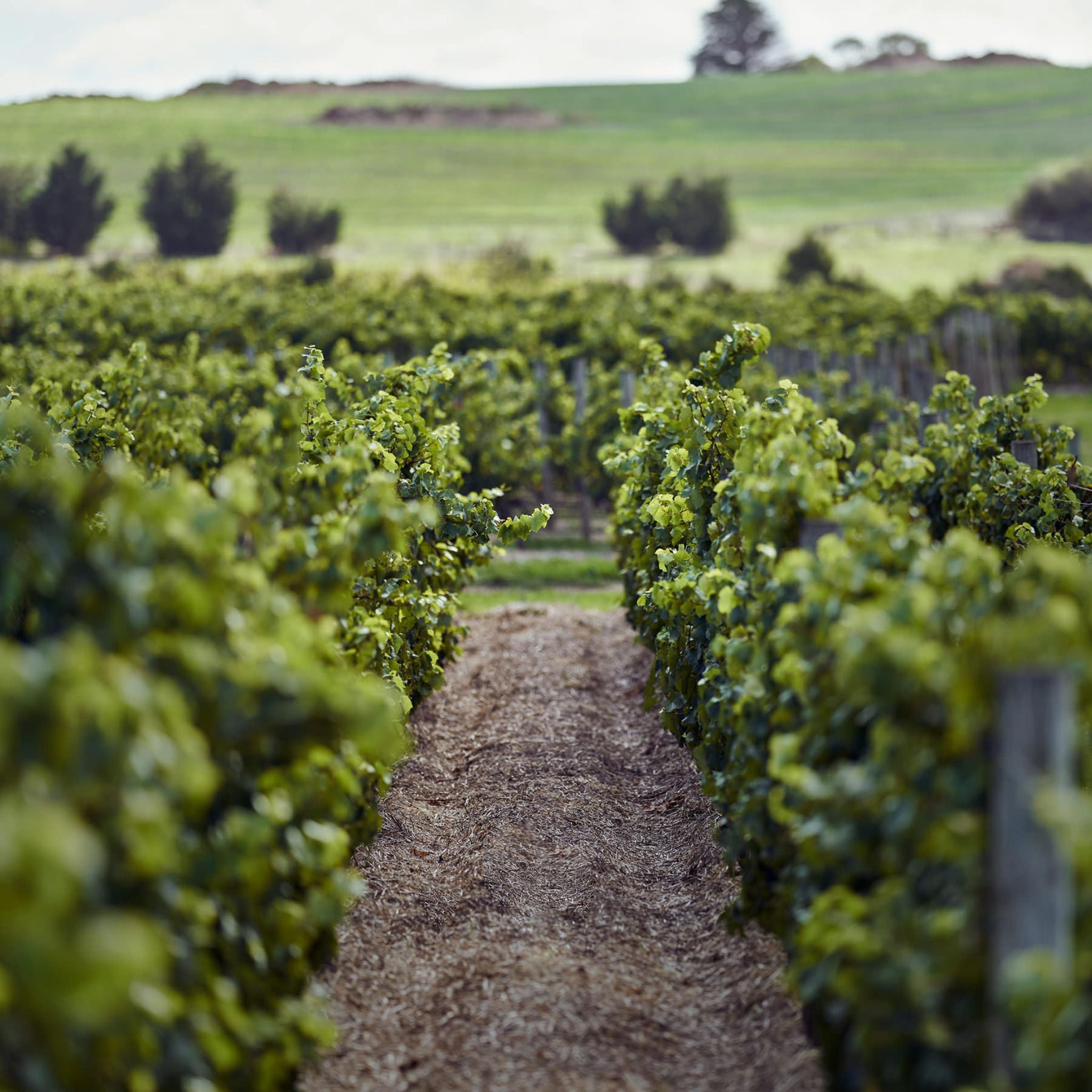 By Farr Chardonnay 2023