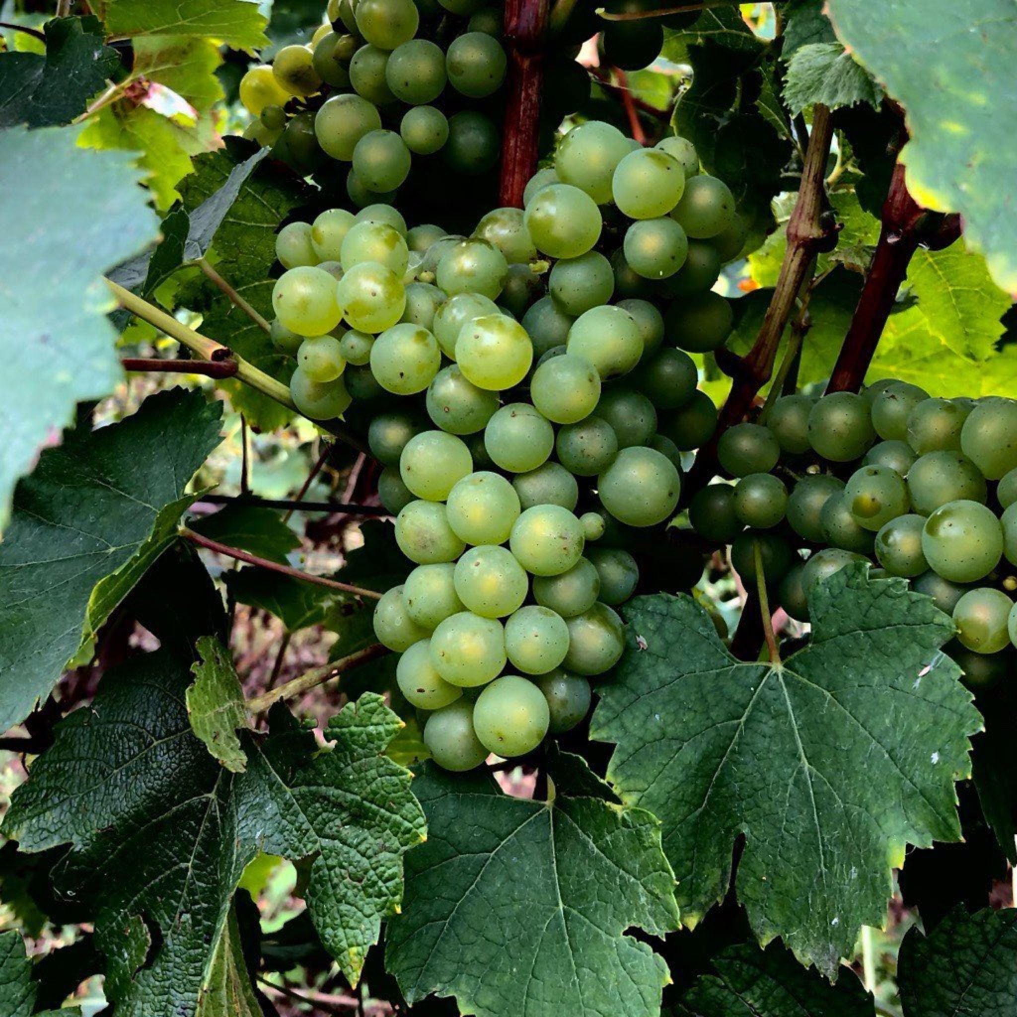 Henriot Brut Souverain NV