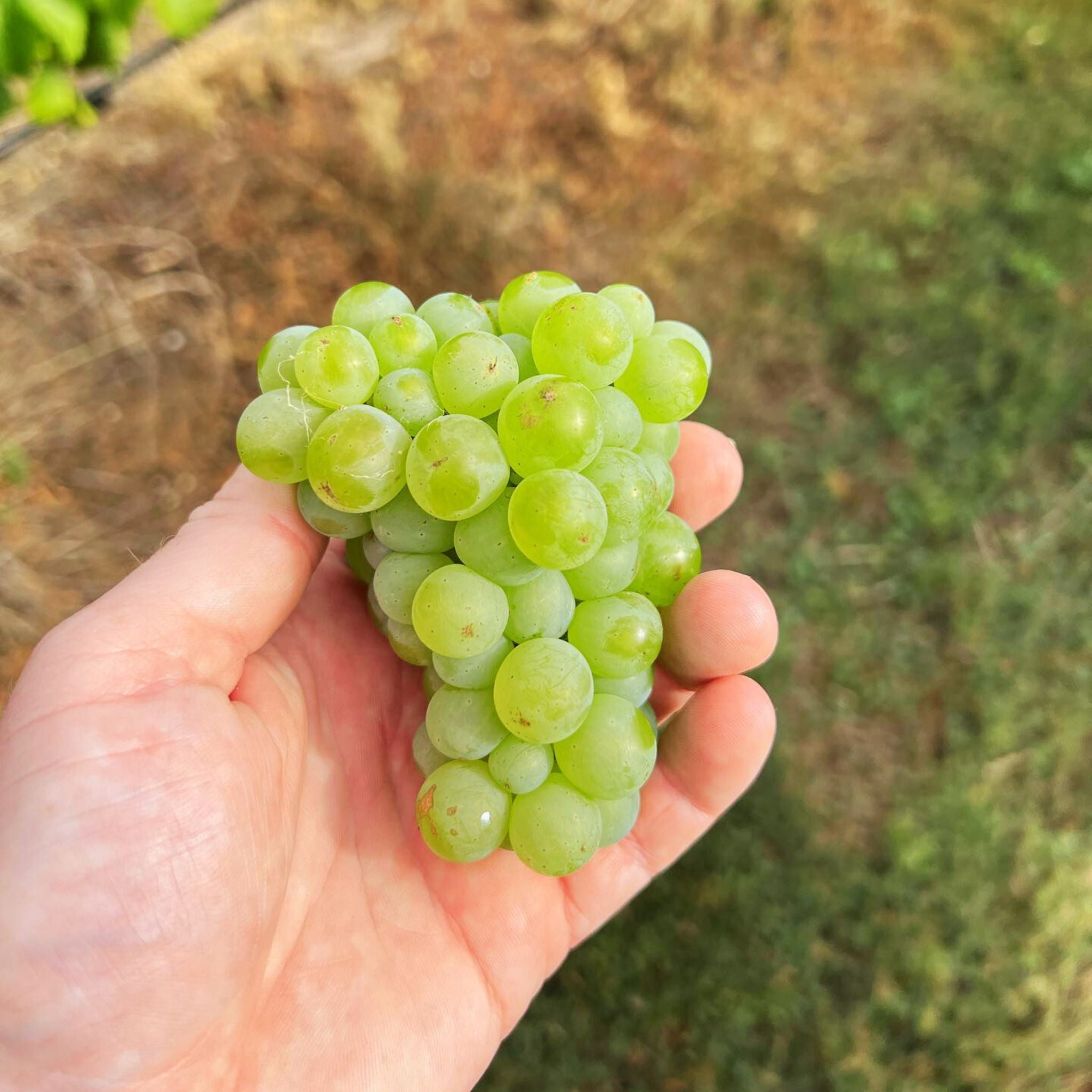 Mulline Single Vineyard Sutherlands Creek Chardonnay 2024