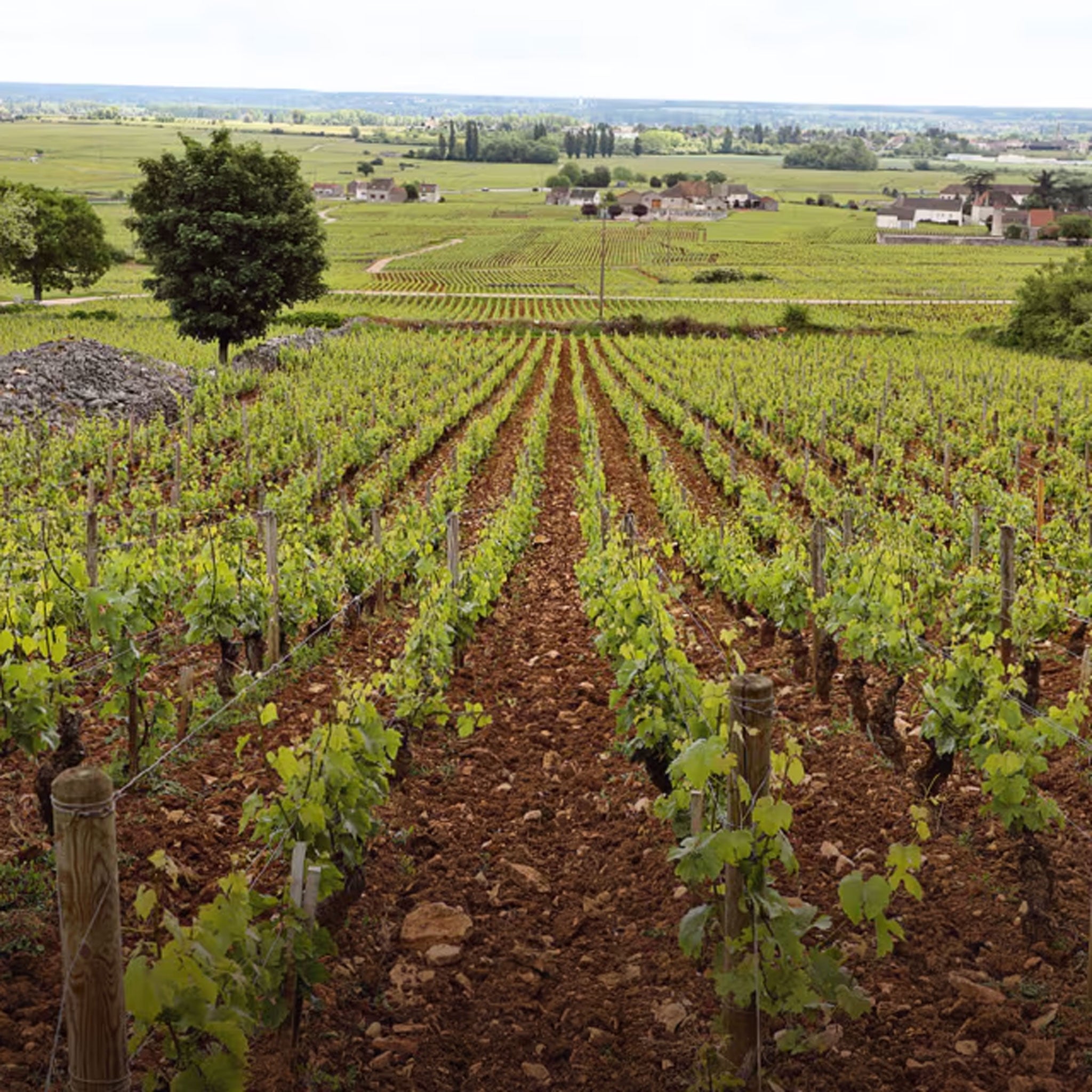 Caroline Morey Beaune Chassagne Montrachet 1er Cru Blanc 2021
