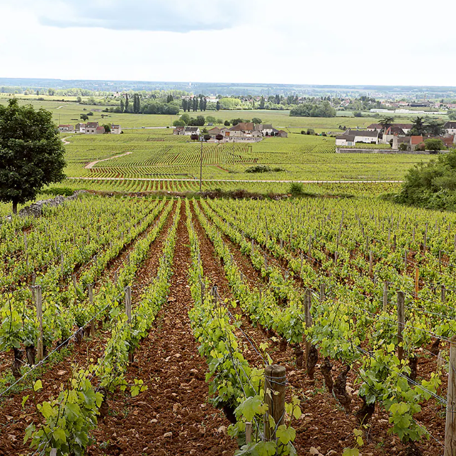 Caroline Morey Beaune 1er Cru Greves Blanc 2021