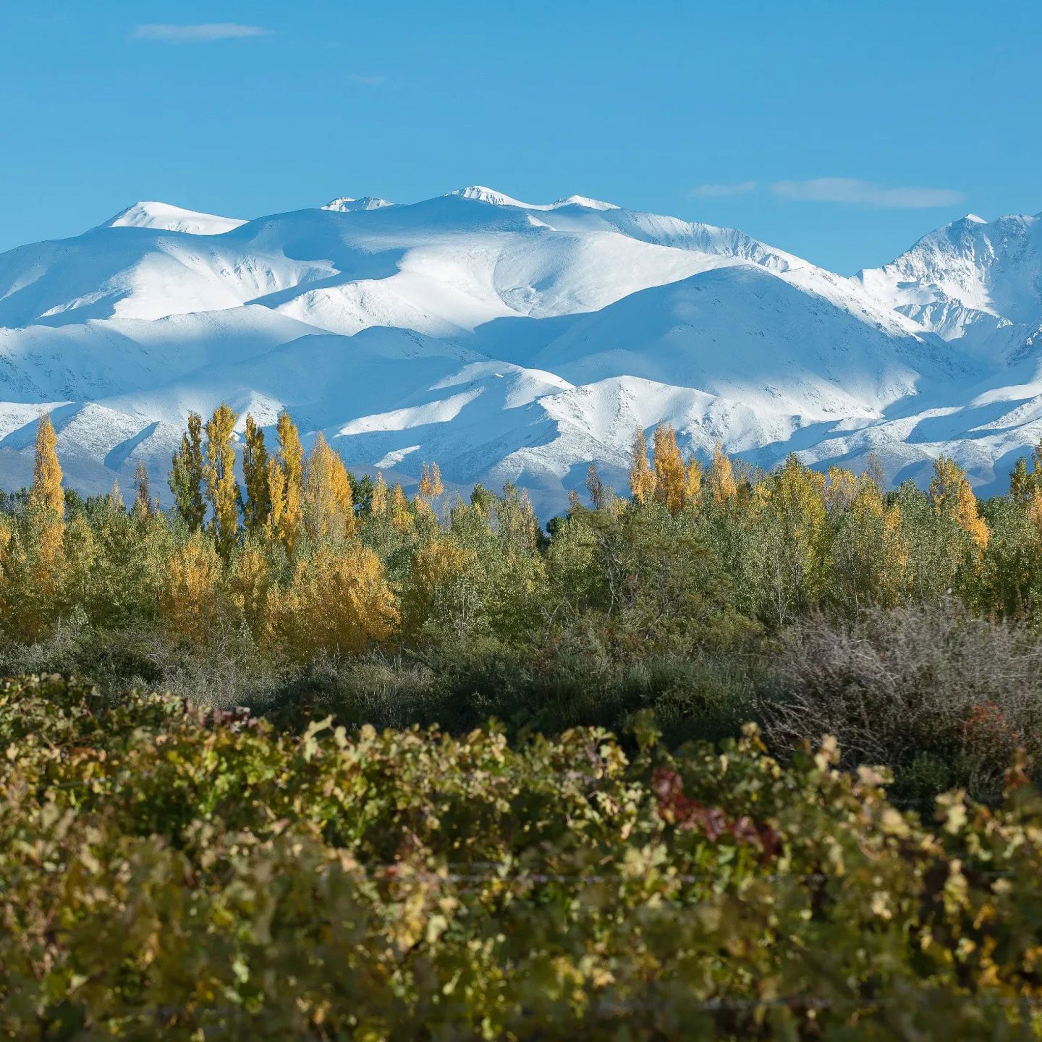The Vineyard | Catena Zapata Adrianna Vineyard