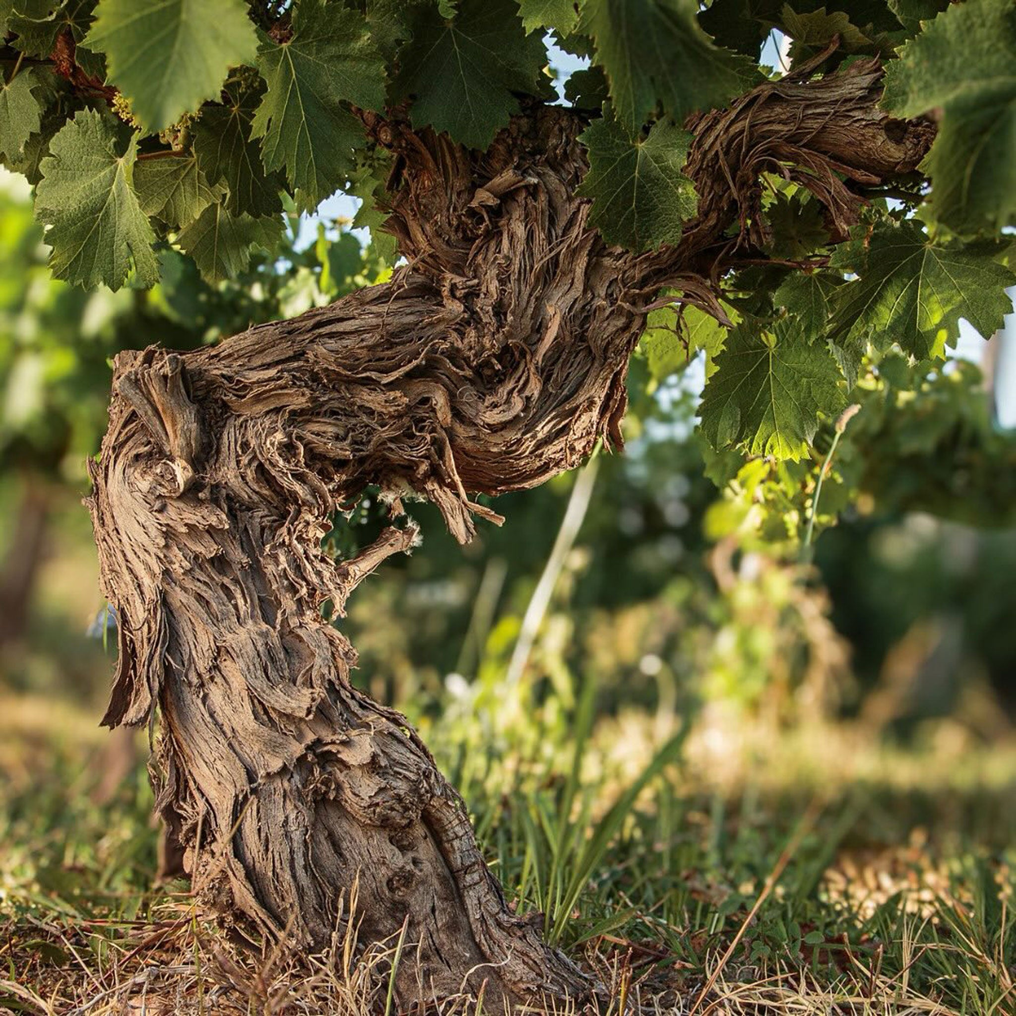 Catena Zapata Adrianna Vineyard White Bones Chardonnay 2021