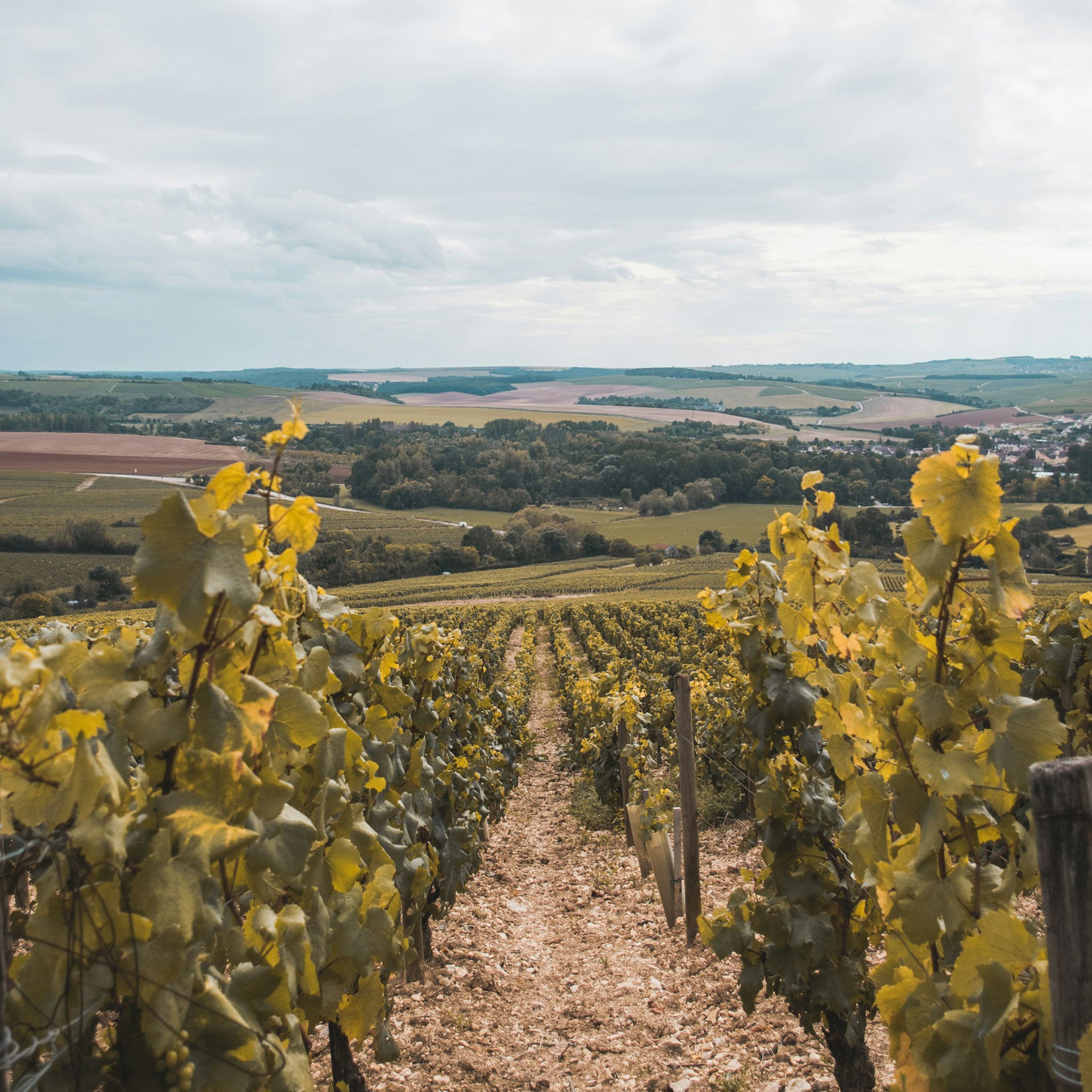 Domaine Jean Dauvissat Chablis 1er Cru Fourchaumes 2021