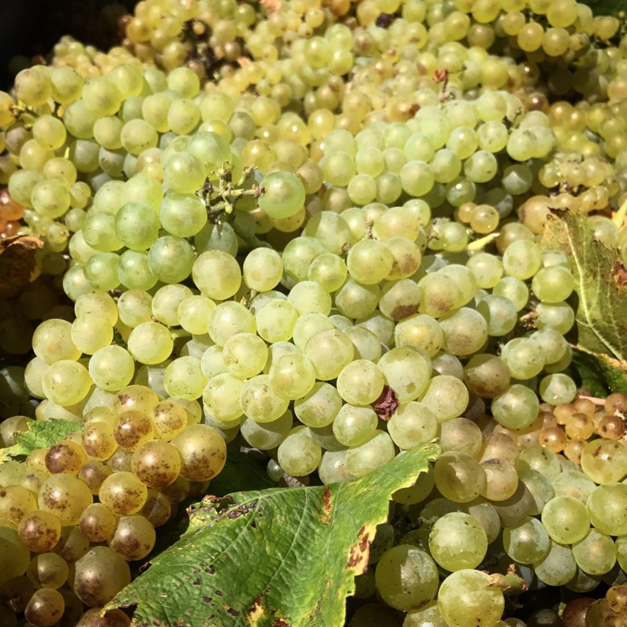 Moss Wood Chardonnay 2023