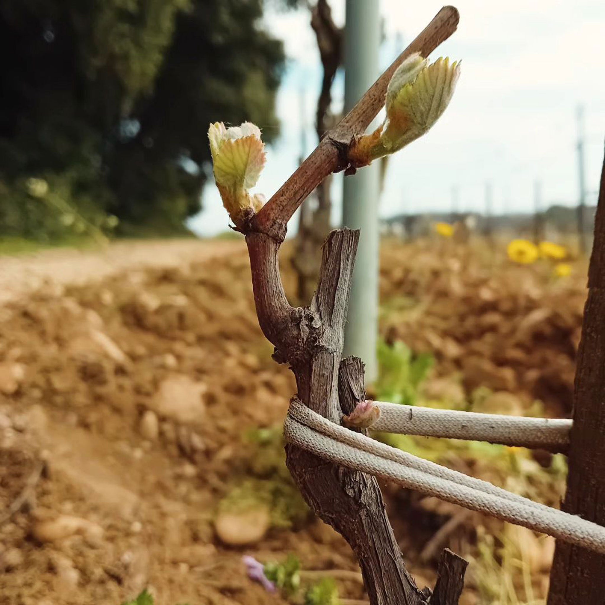 Domaine Charvin Châteauneuf-du-Pape 2021