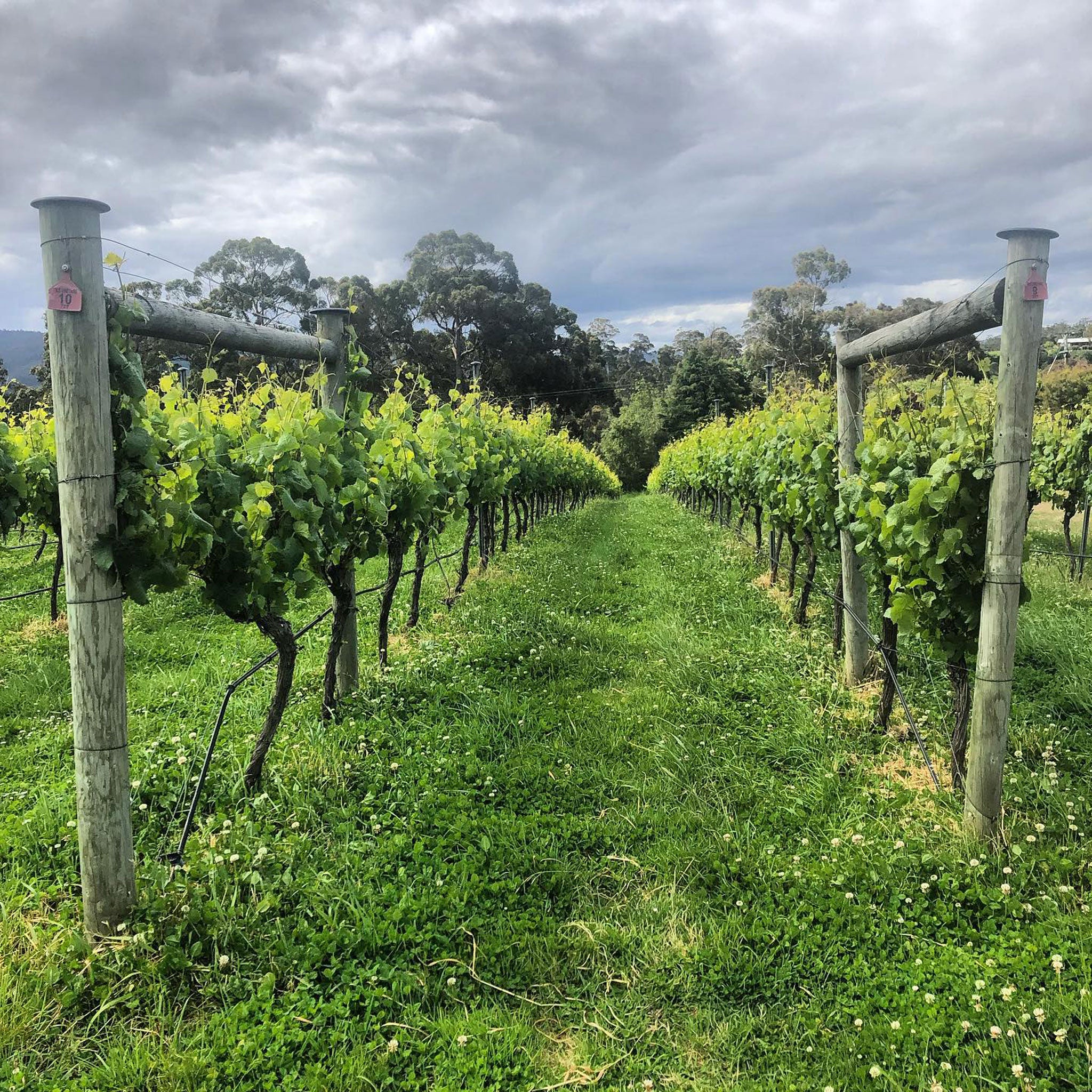 The Vineyard | CHATTO Lutruwita