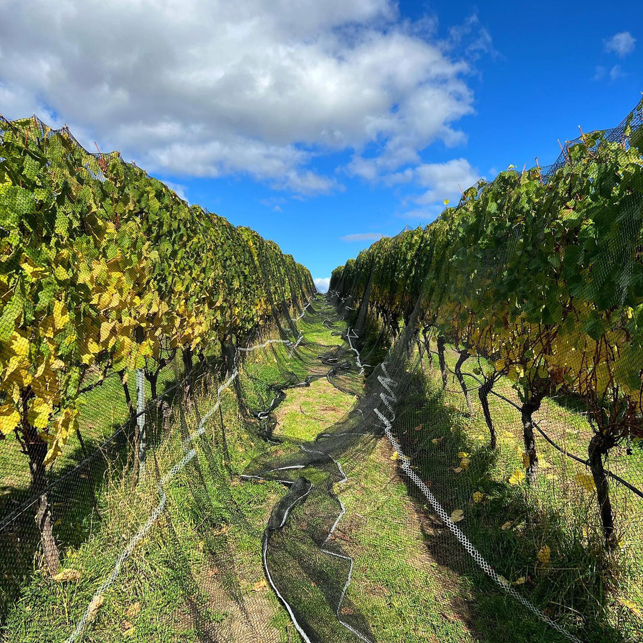 Chatto Franklinii Pinot Noir 2023