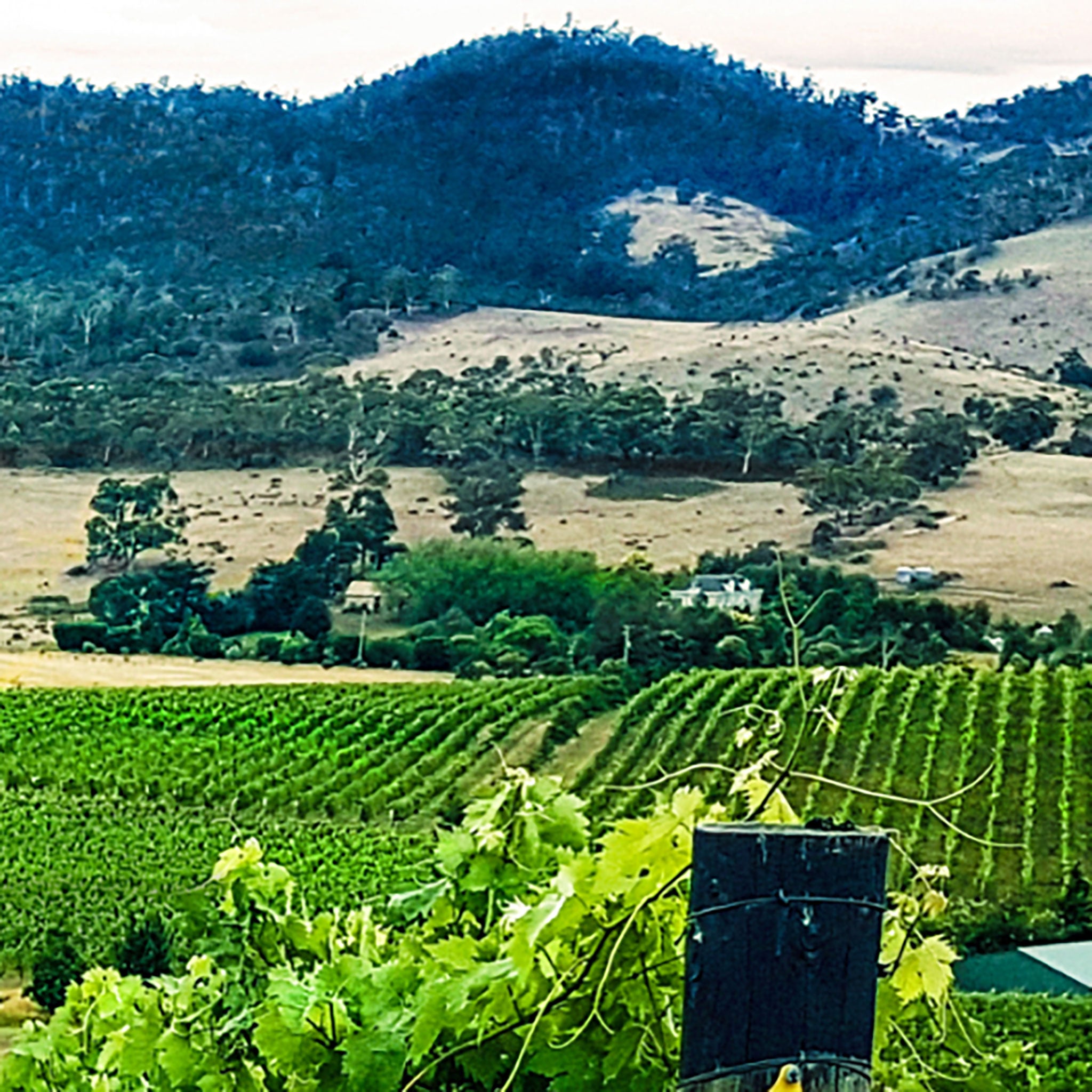 Clarence House Estate Pinot Noir 2024