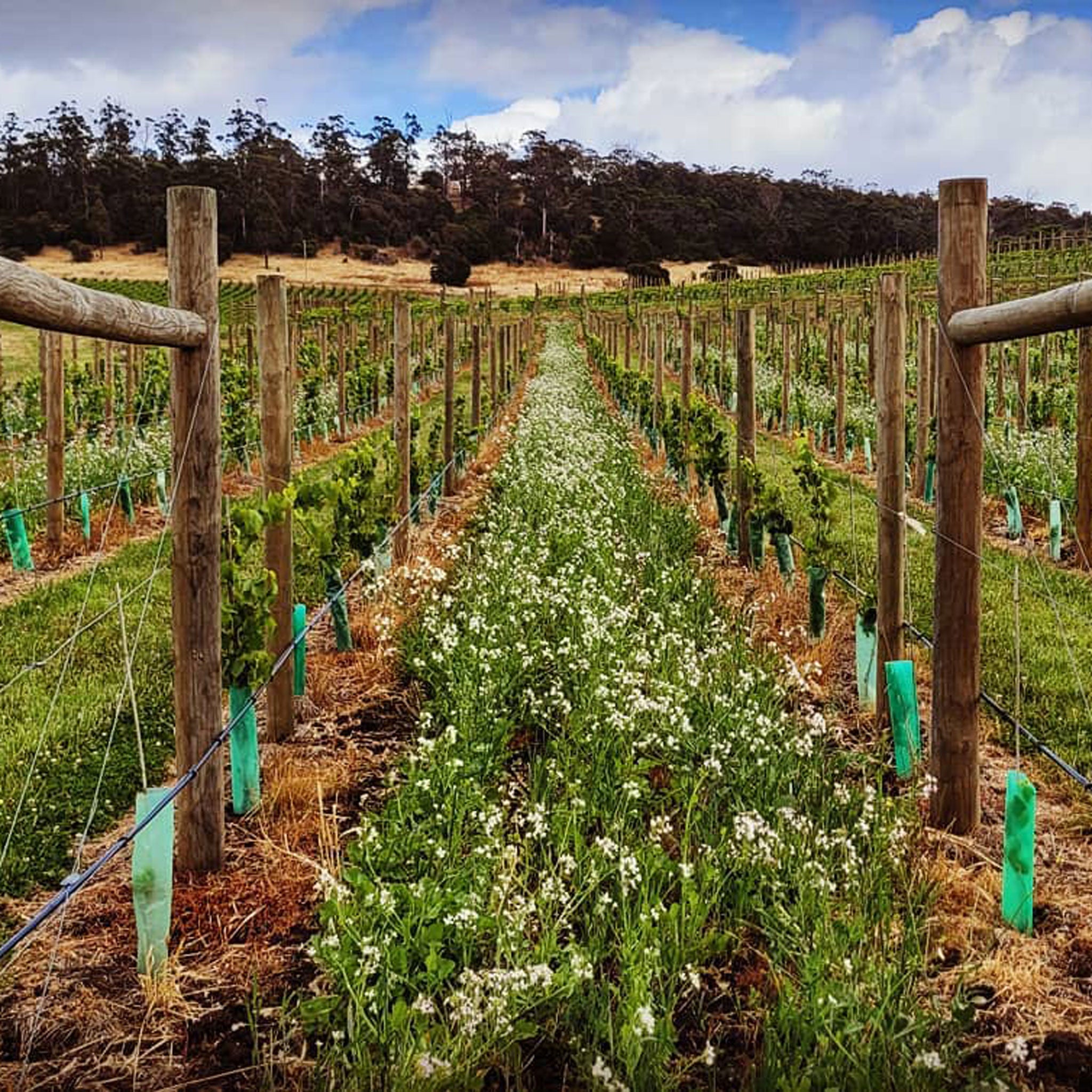 Clarence House Estate Block 1 Pinot Noir 2023