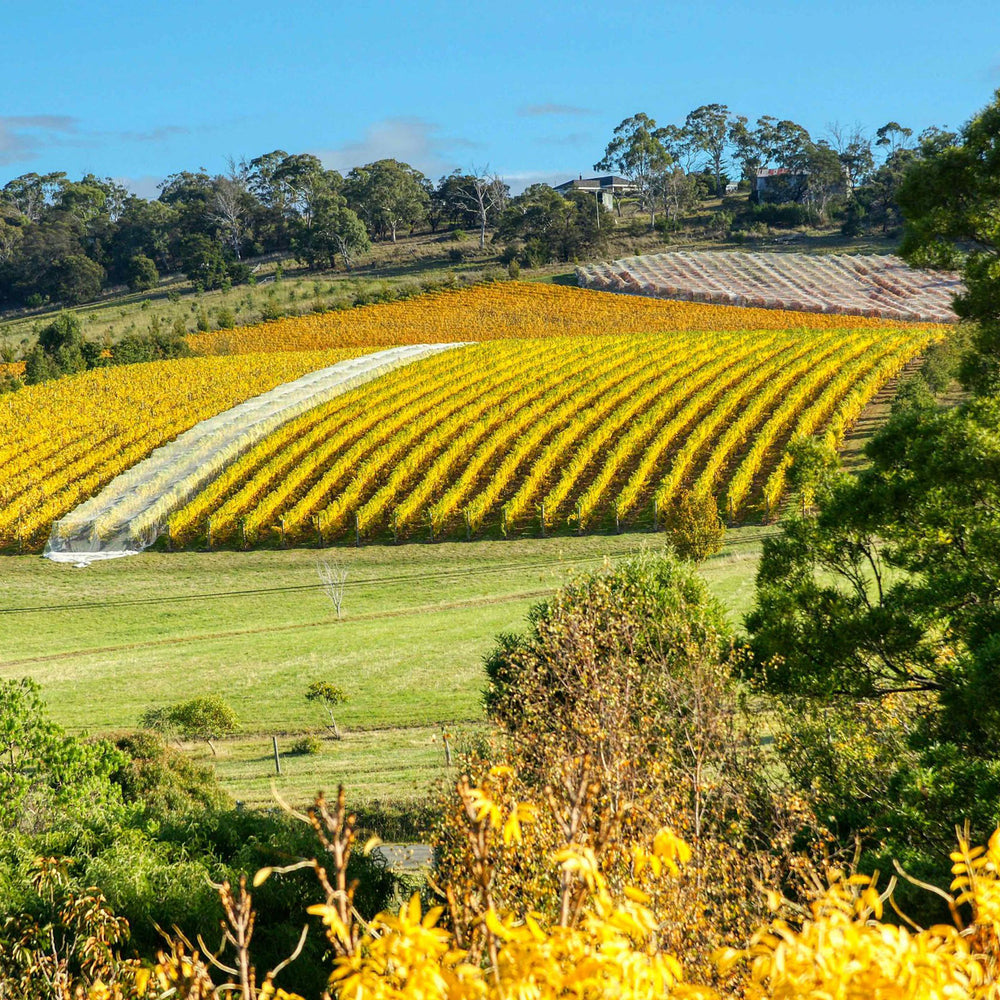 Clarence House Estate Reserve Chardonnay 2023 - Kent Street Cellars