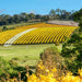 Clarence House Estate Reserve Chardonnay 2023 - Kent Street Cellars