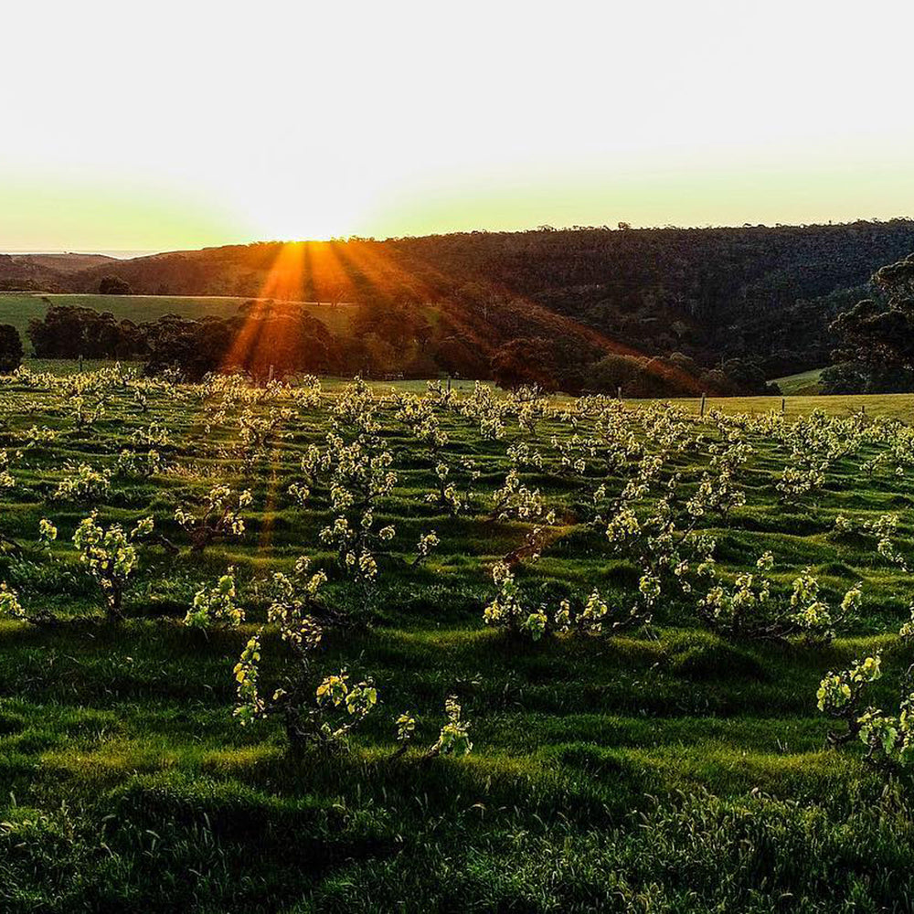 Clarendon Hills Brookman Syrah 2013