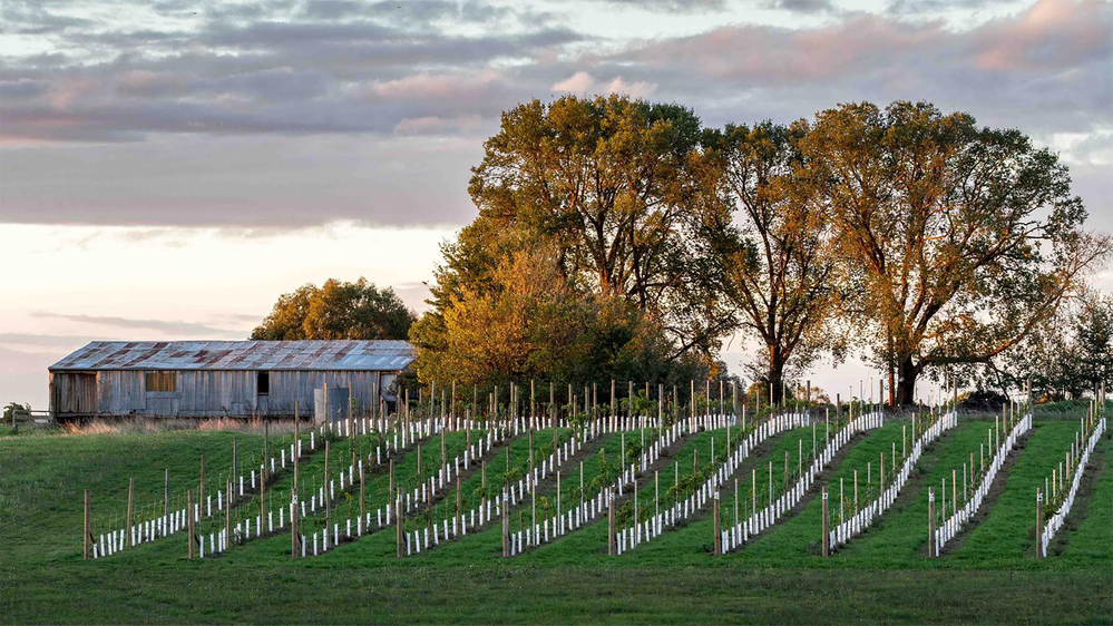 Clonakilla Pinot Noir 2016