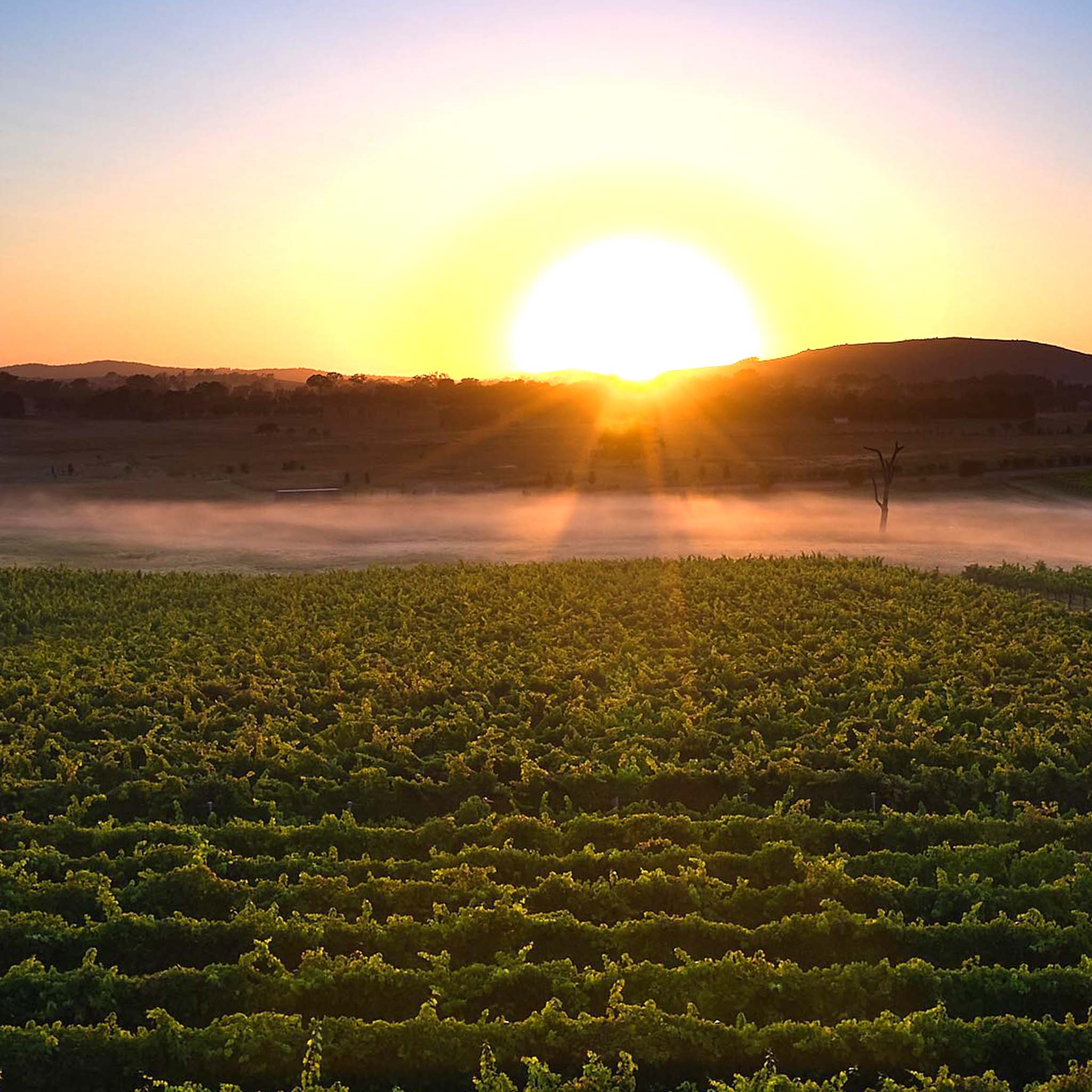 Clonakilla Hilltops Shiraz 2024