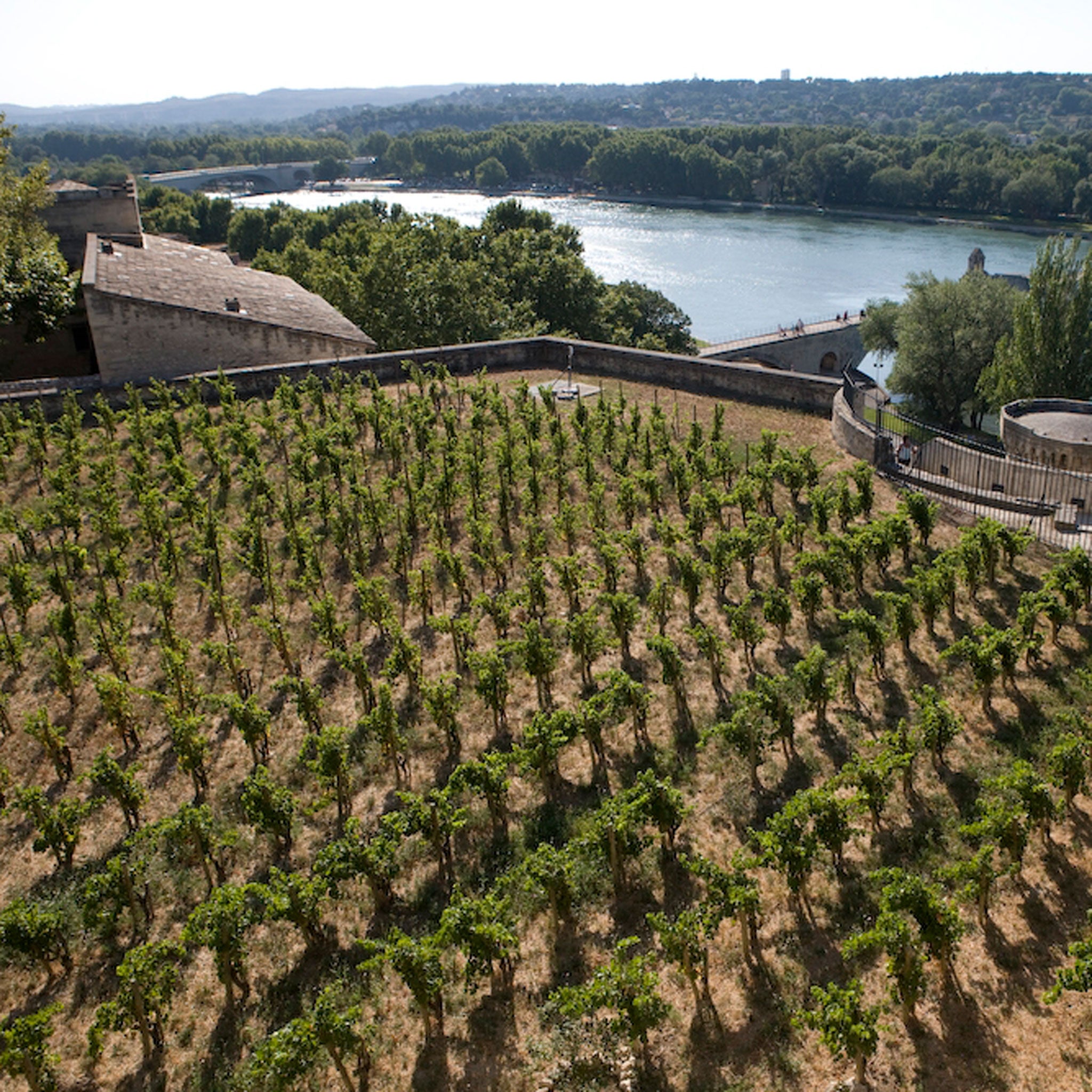 The Vineyard | Clos Des Papes