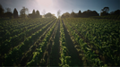 Giant Steps Fatal Shore Pinot Noir 2020 - Kent Street Cellars