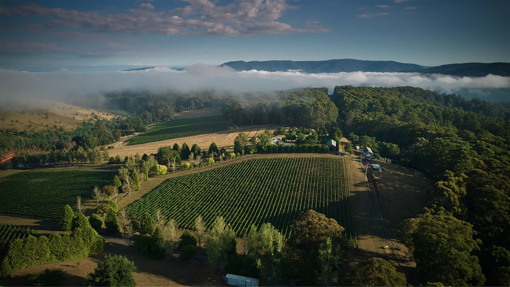 Giant Steps Fatal Shore Pinot Noir 2020 - Kent Street Cellars