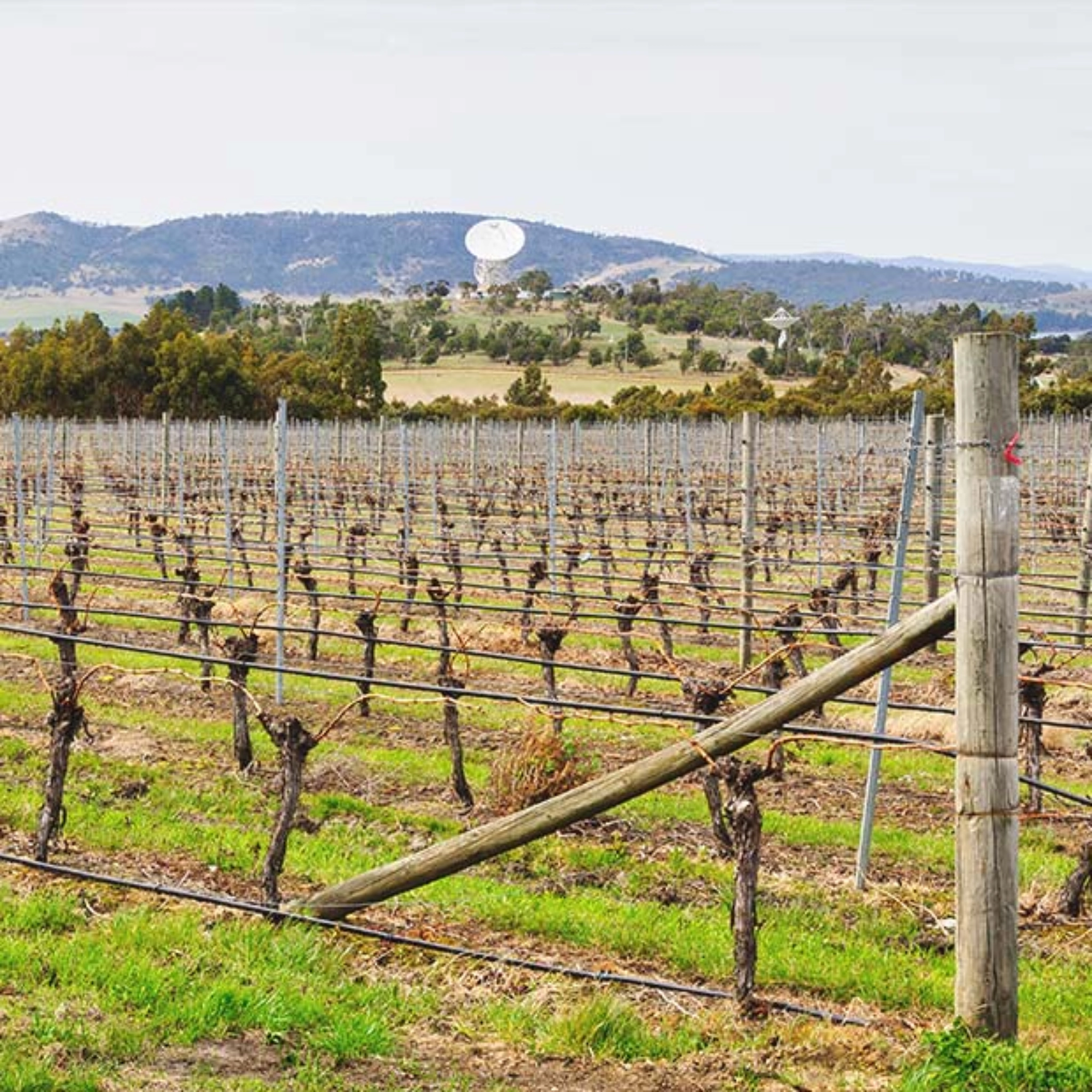 Bubb + Pooley Chardonnay 2024